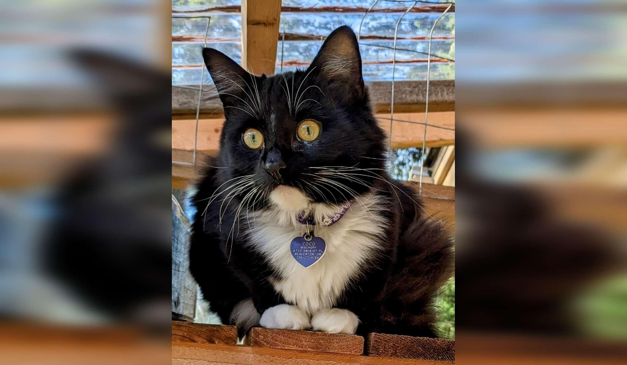 Catloving housesitter needed for 17 days in Portland Oregon Area - Image 6