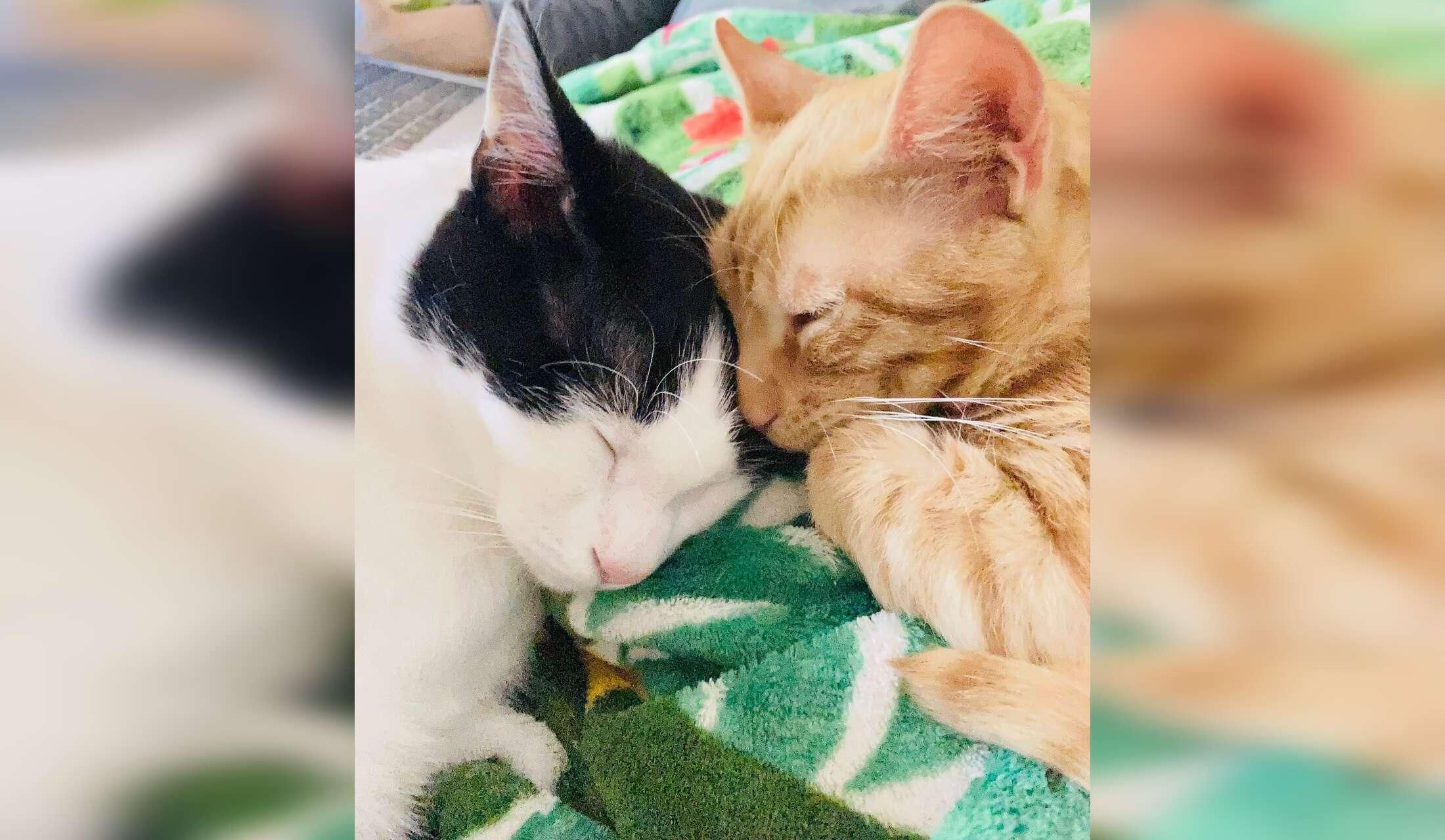 Sitter for 2 cat - fairies in Munich