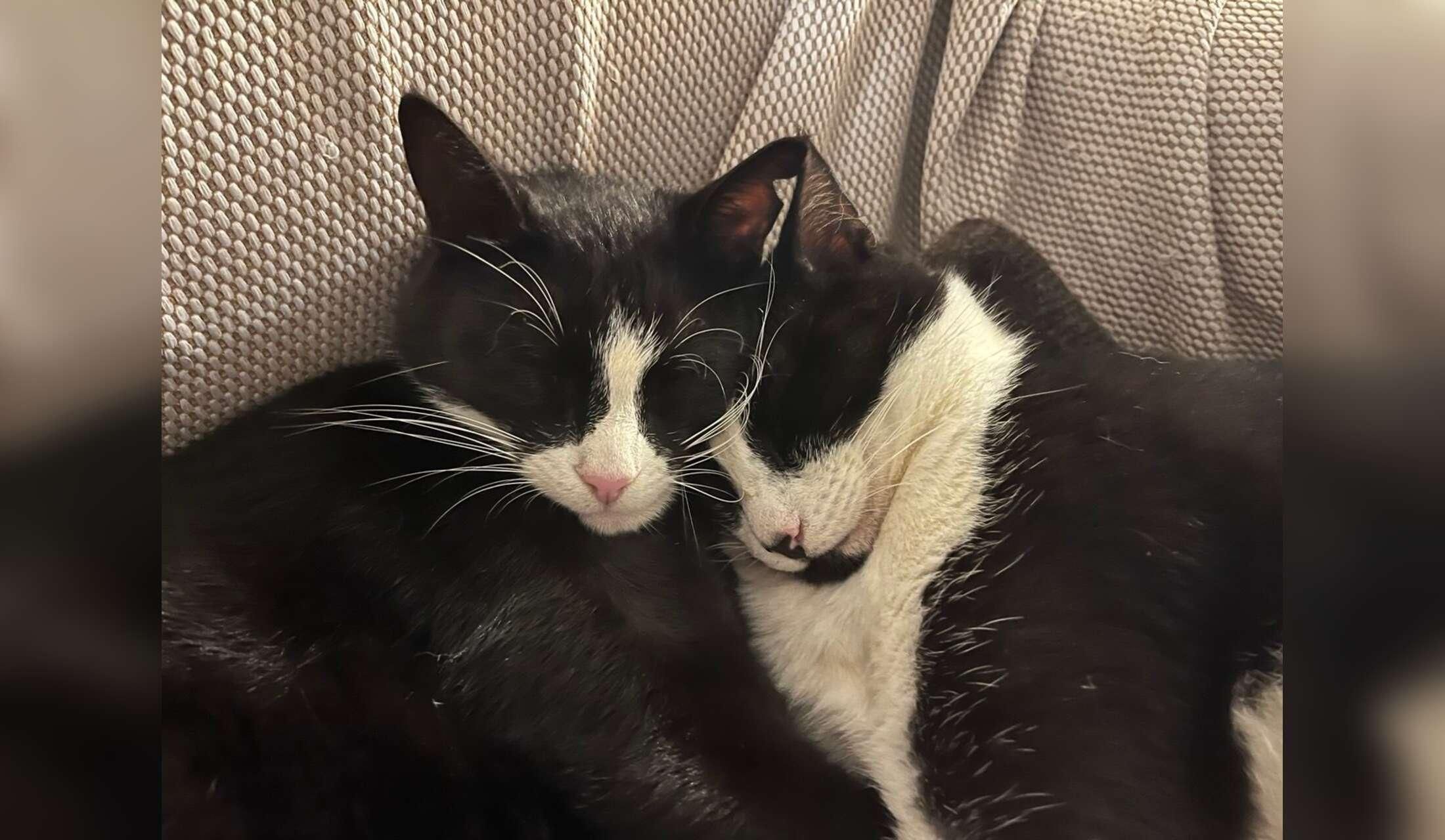 House sitter and cat sitter required - Image 7
