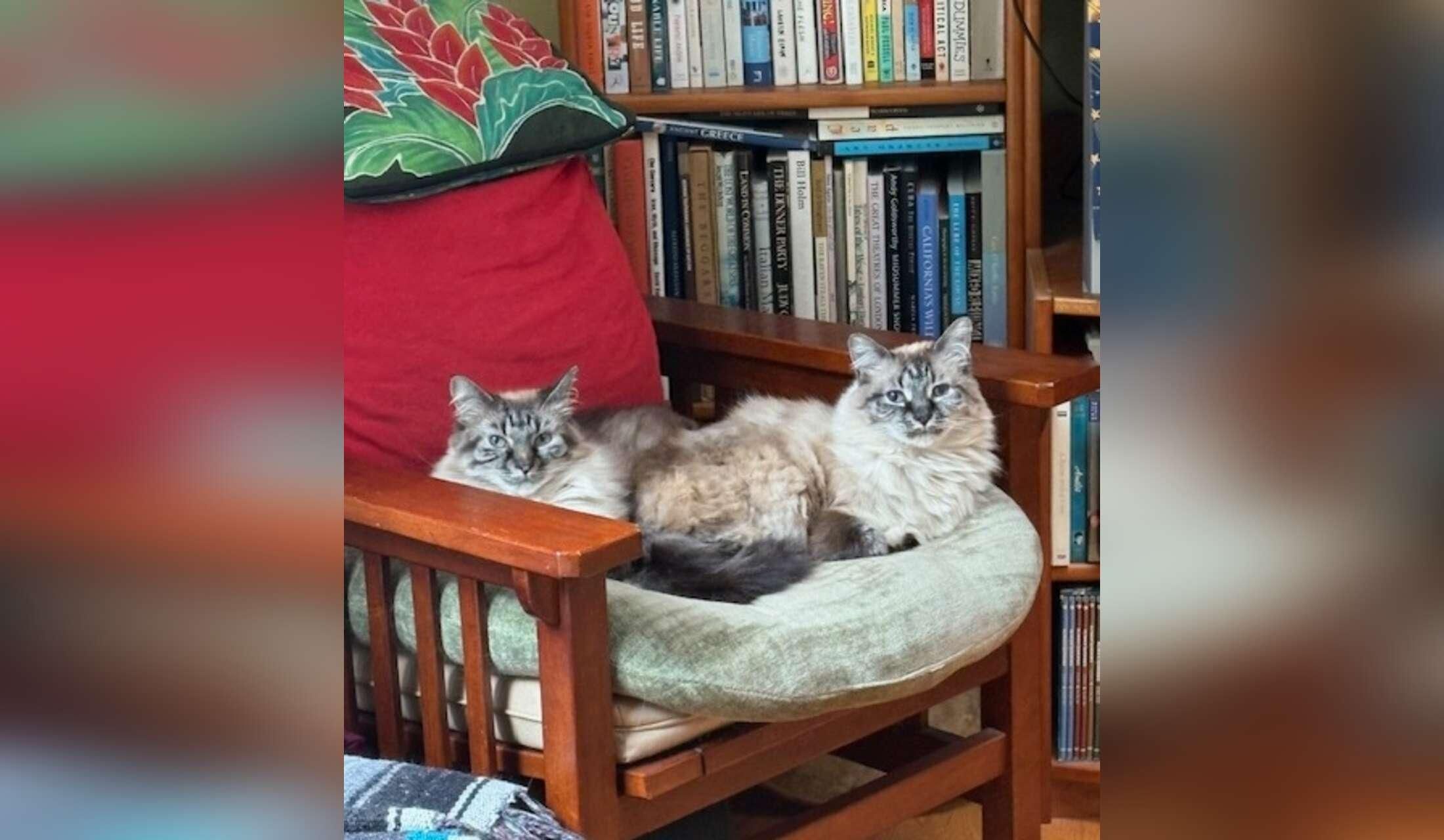 Seattle in September with 2 cats!