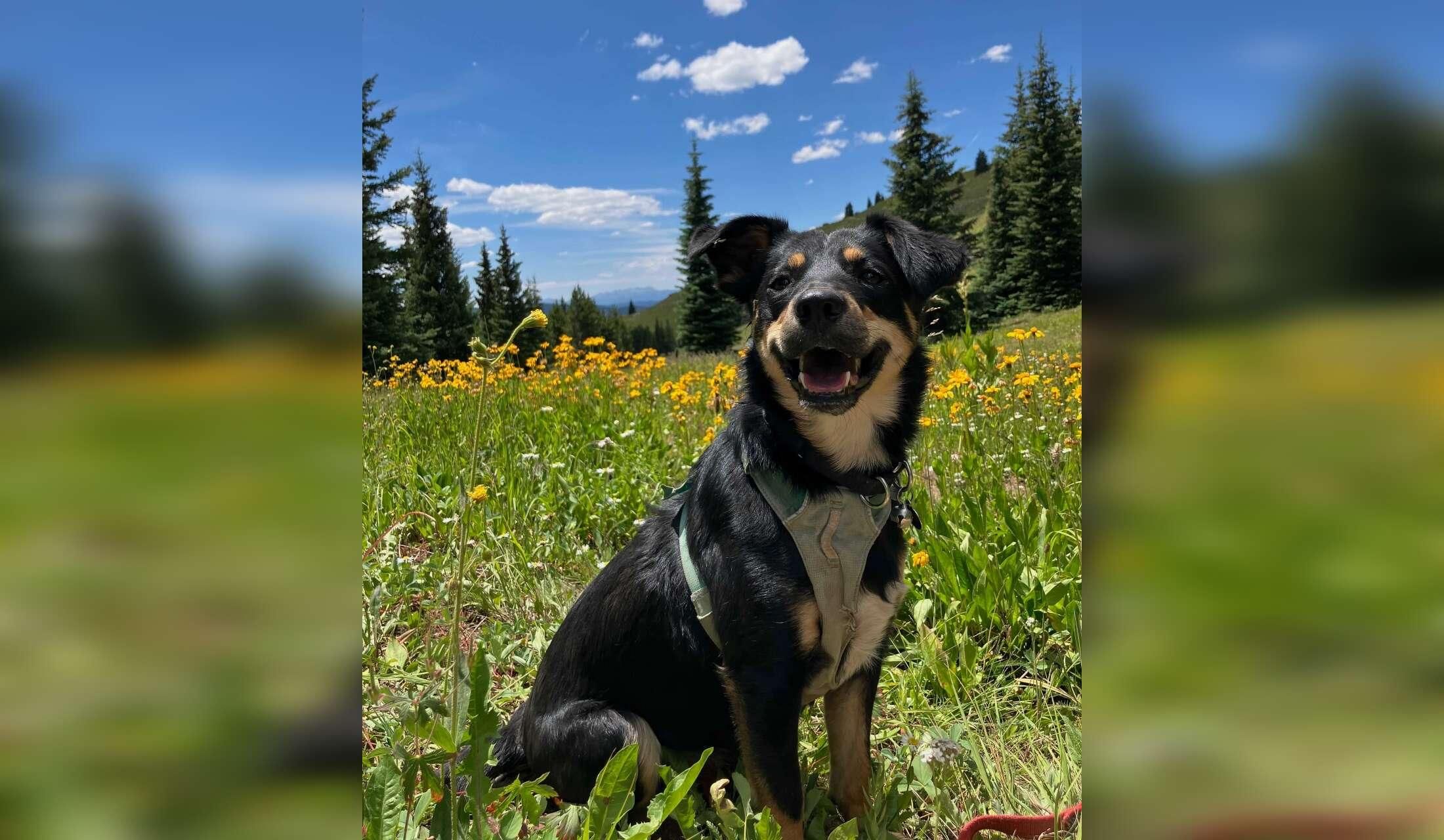 Dog Lover for House on River in Durango, Colorado