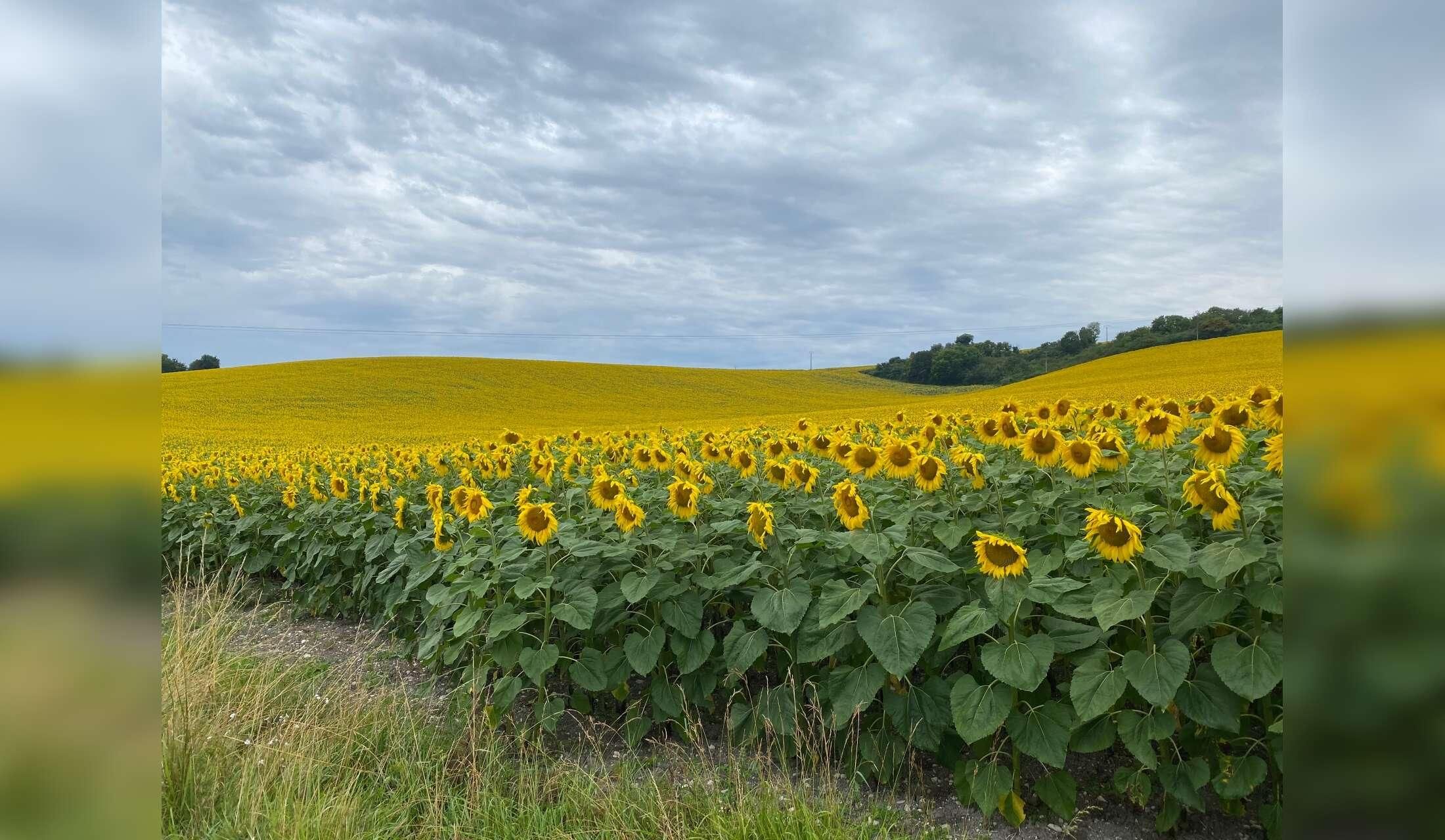 Cat lover needed in the beautiful Charente with lovely views!, - Image 8