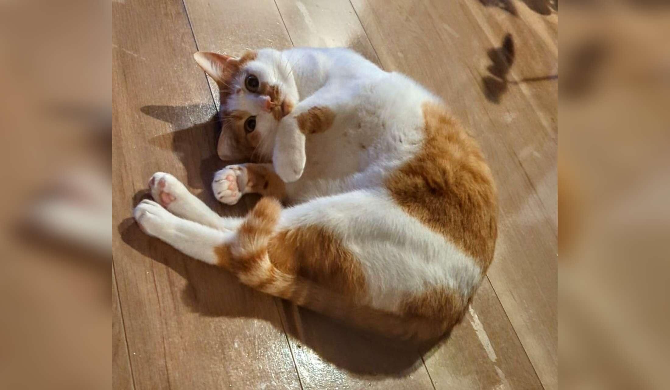 Quiet, calm sitter(s) needed for a scared but low-maintenance rescue cat near Tokyo - Image 10
