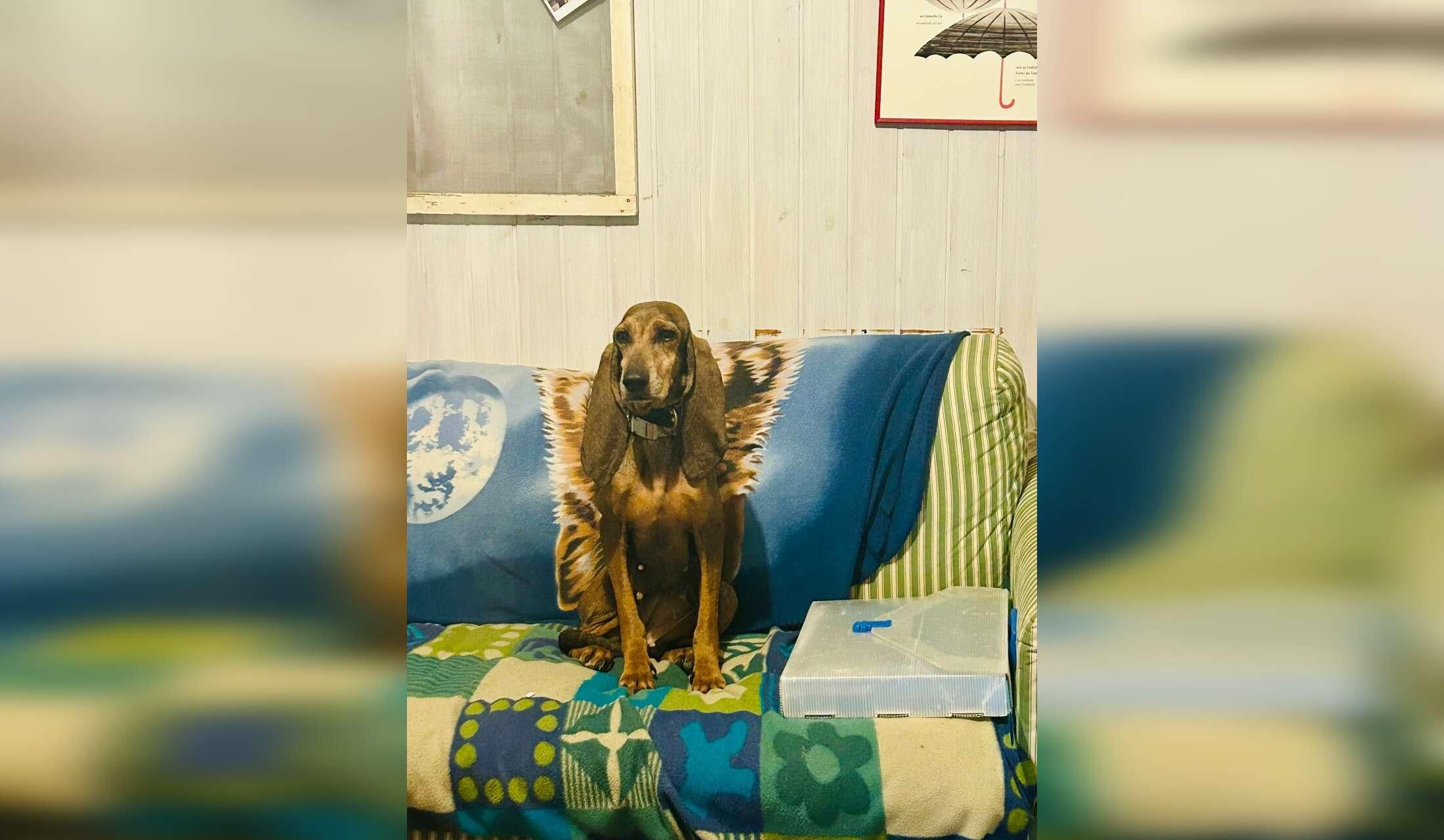 Pet sitting for dogs, cats and chicken in my wild country house - Image 4