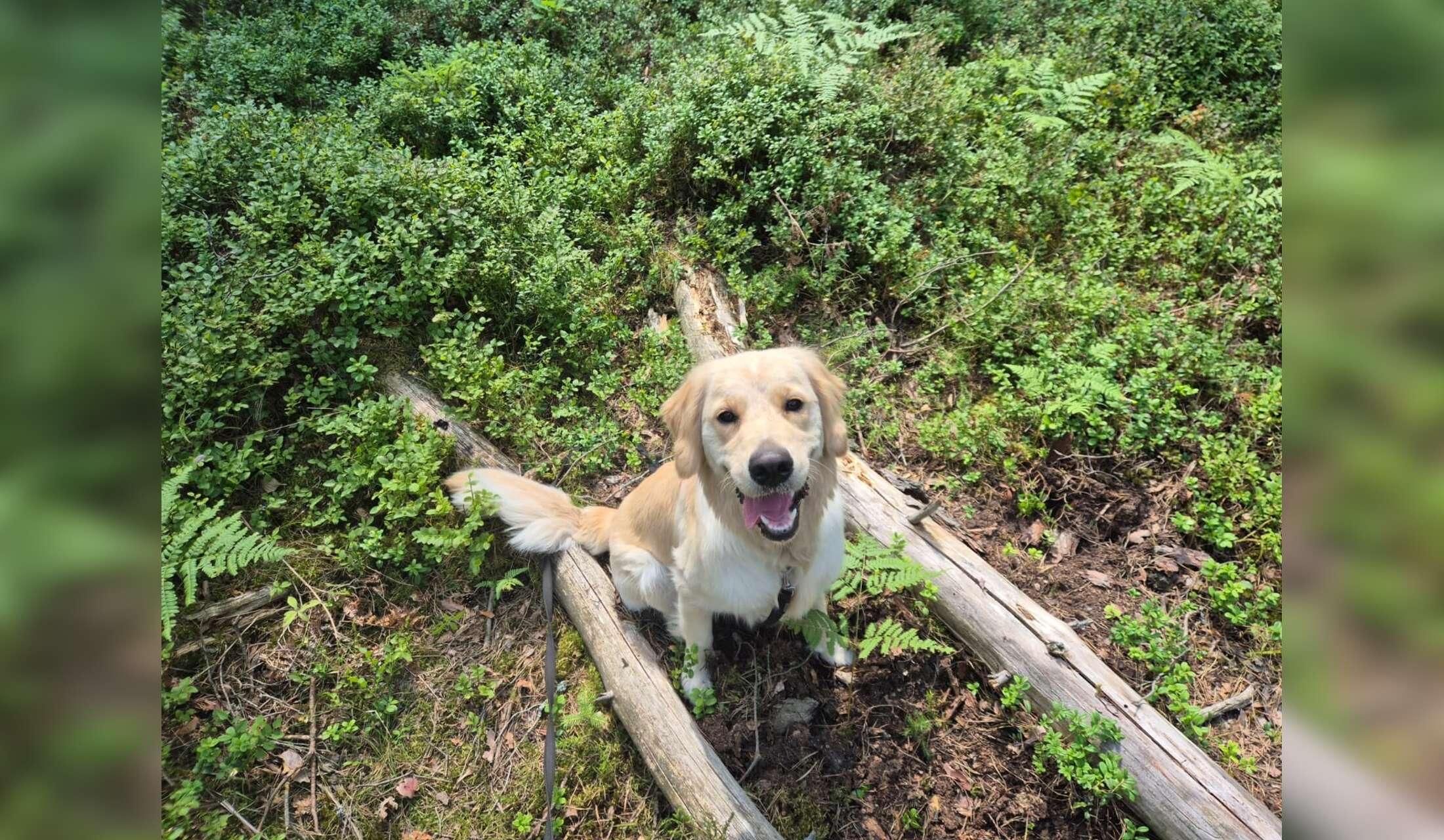 Traditional Swedish House (Golden Retriever + Cat) - Image 9