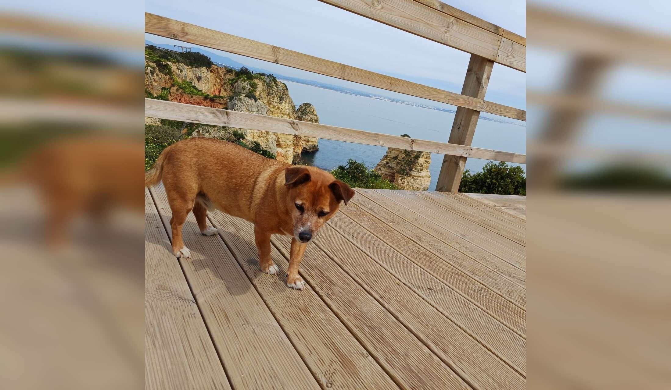 November beach time with a cute dog - Image 7