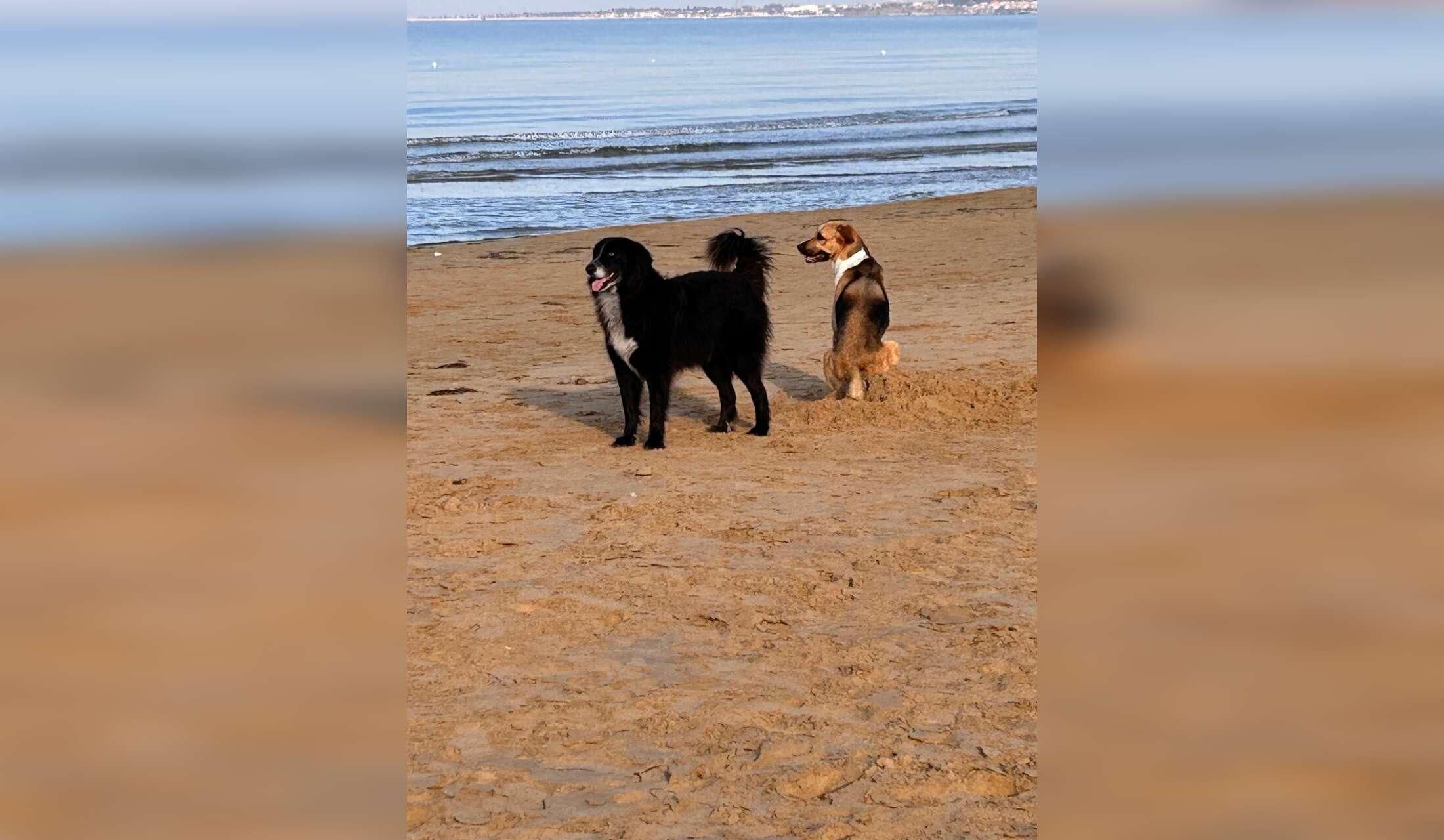 Winter by the sea in Sicily with two dogs and two cats - Image 4