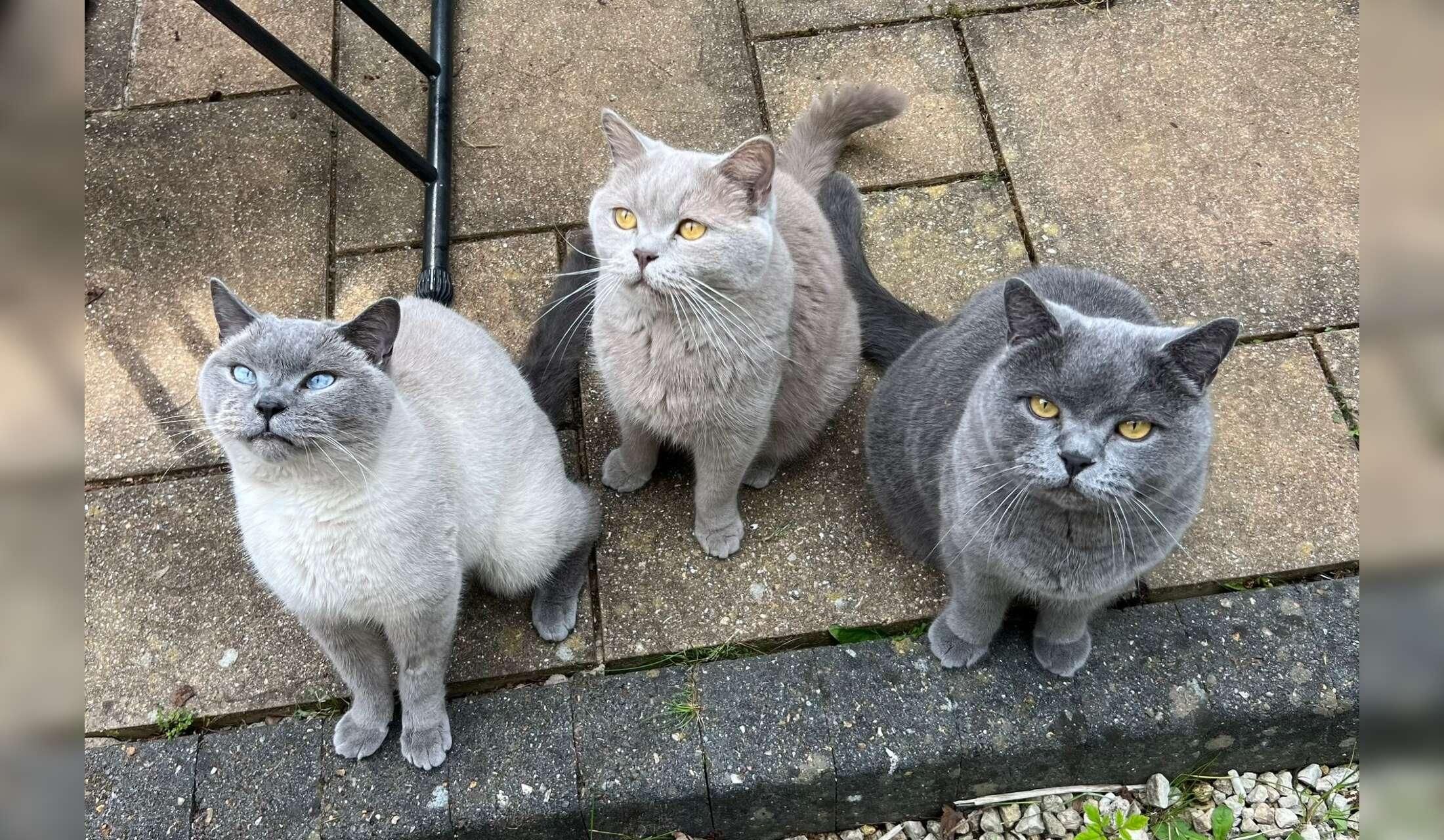 Looking for a sitter for 3 handsome British Shorthairs cats - Image 4
