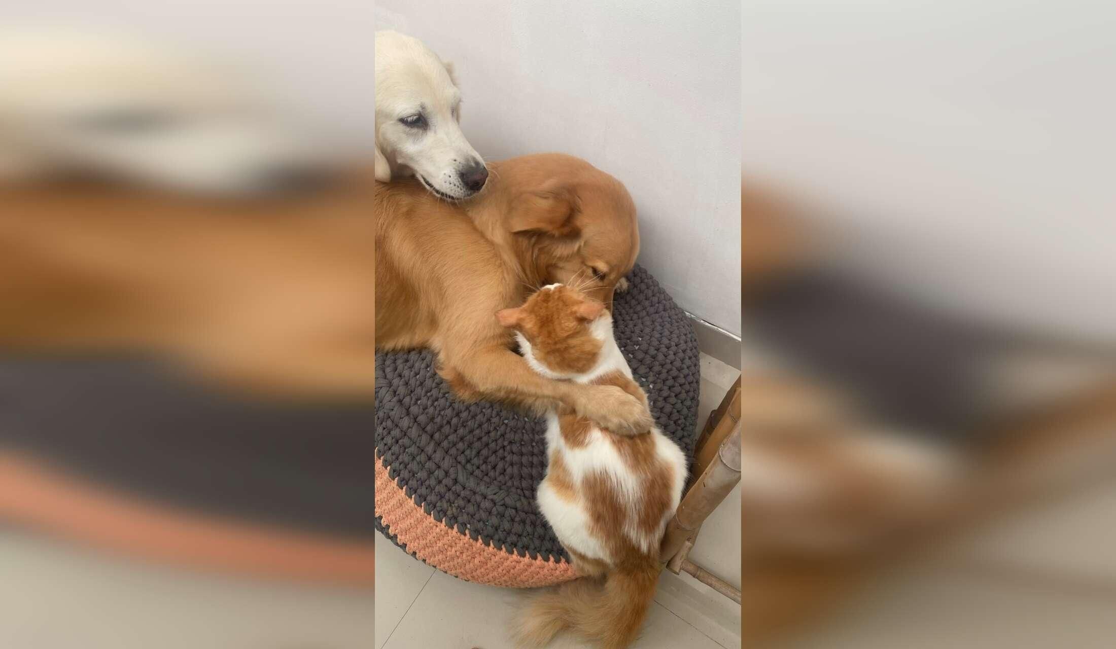 Goldens plus cats need a caring sitter for a week - Image 2