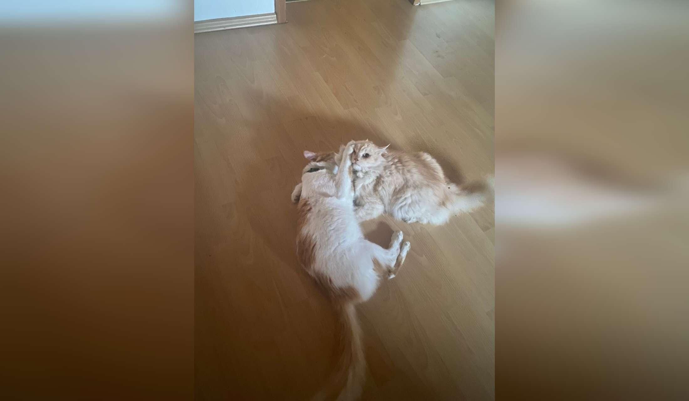 Goldens plus cats need a caring sitter for a week - Image 3