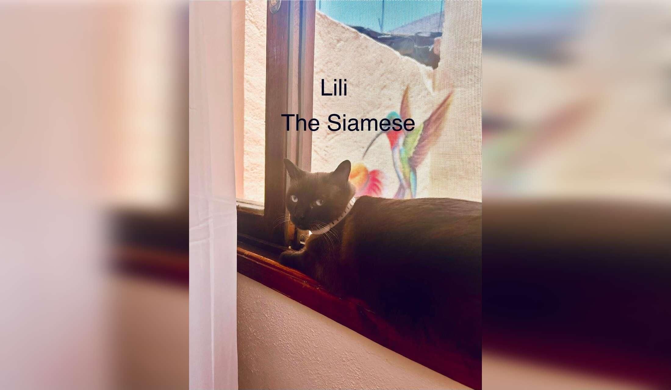 Interviewing for cat sitter - Image 3