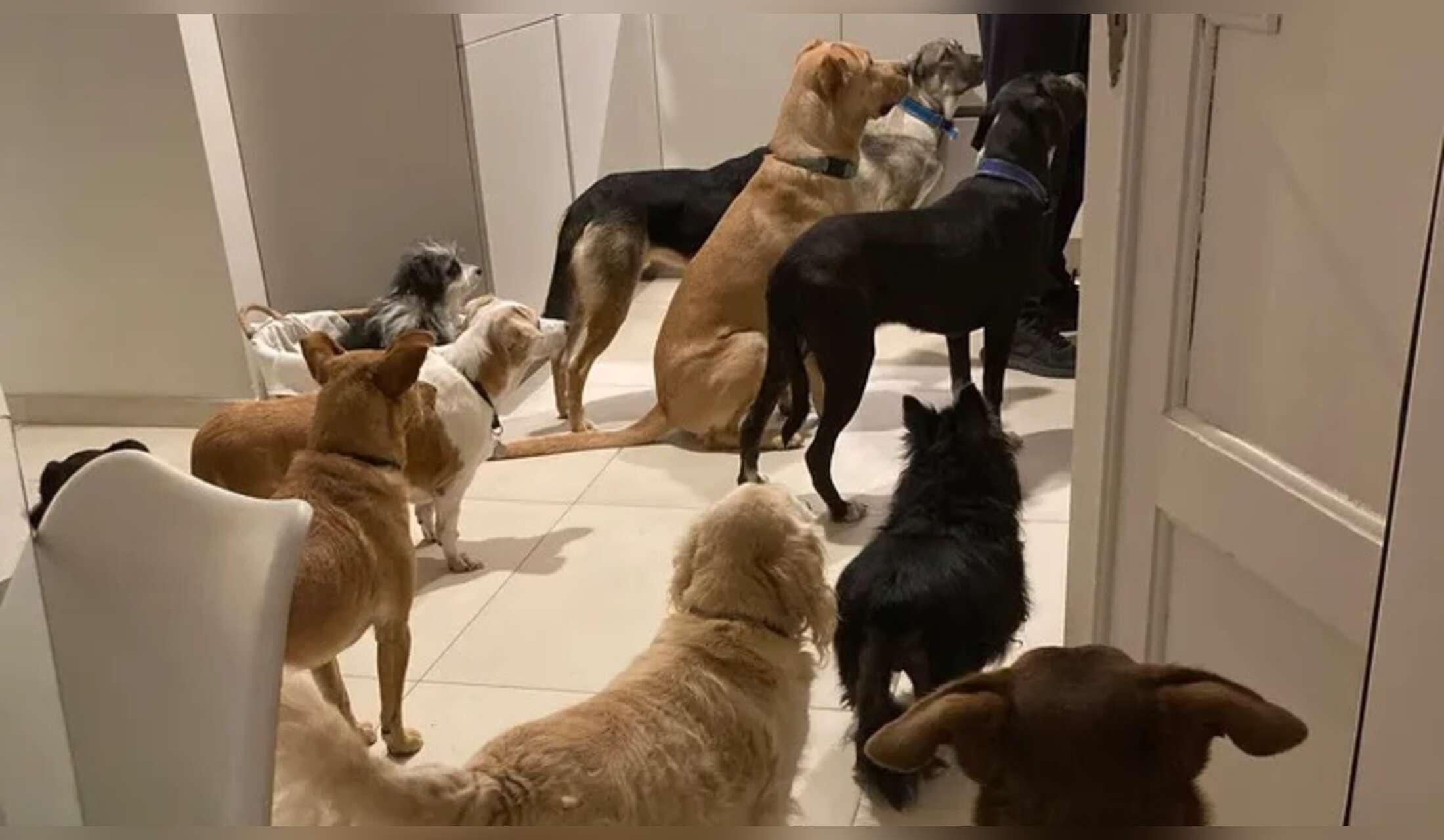Cerchiamo HOME DOGS SITTER