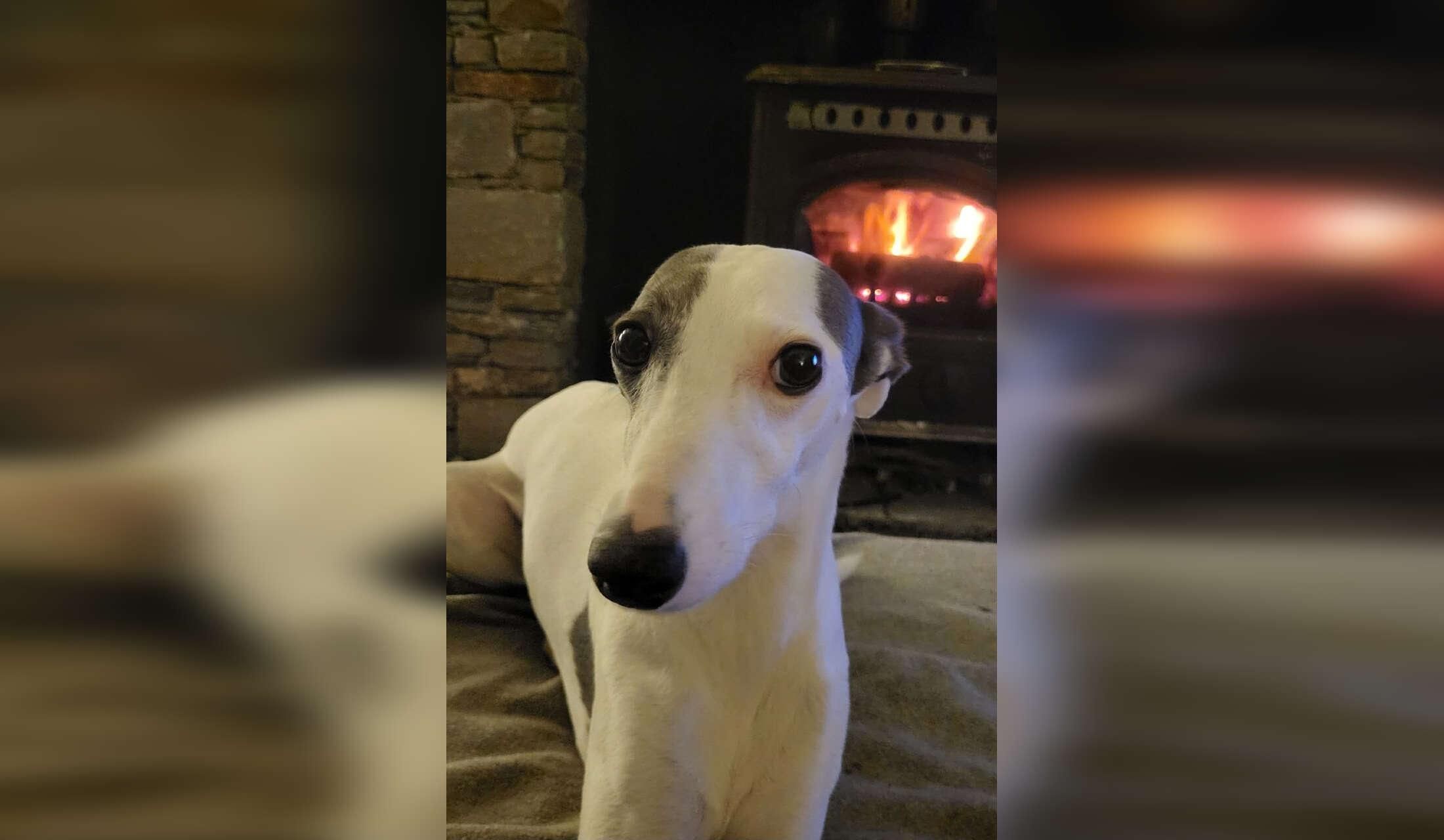 Tranquil country life with calm pets , forests and nature