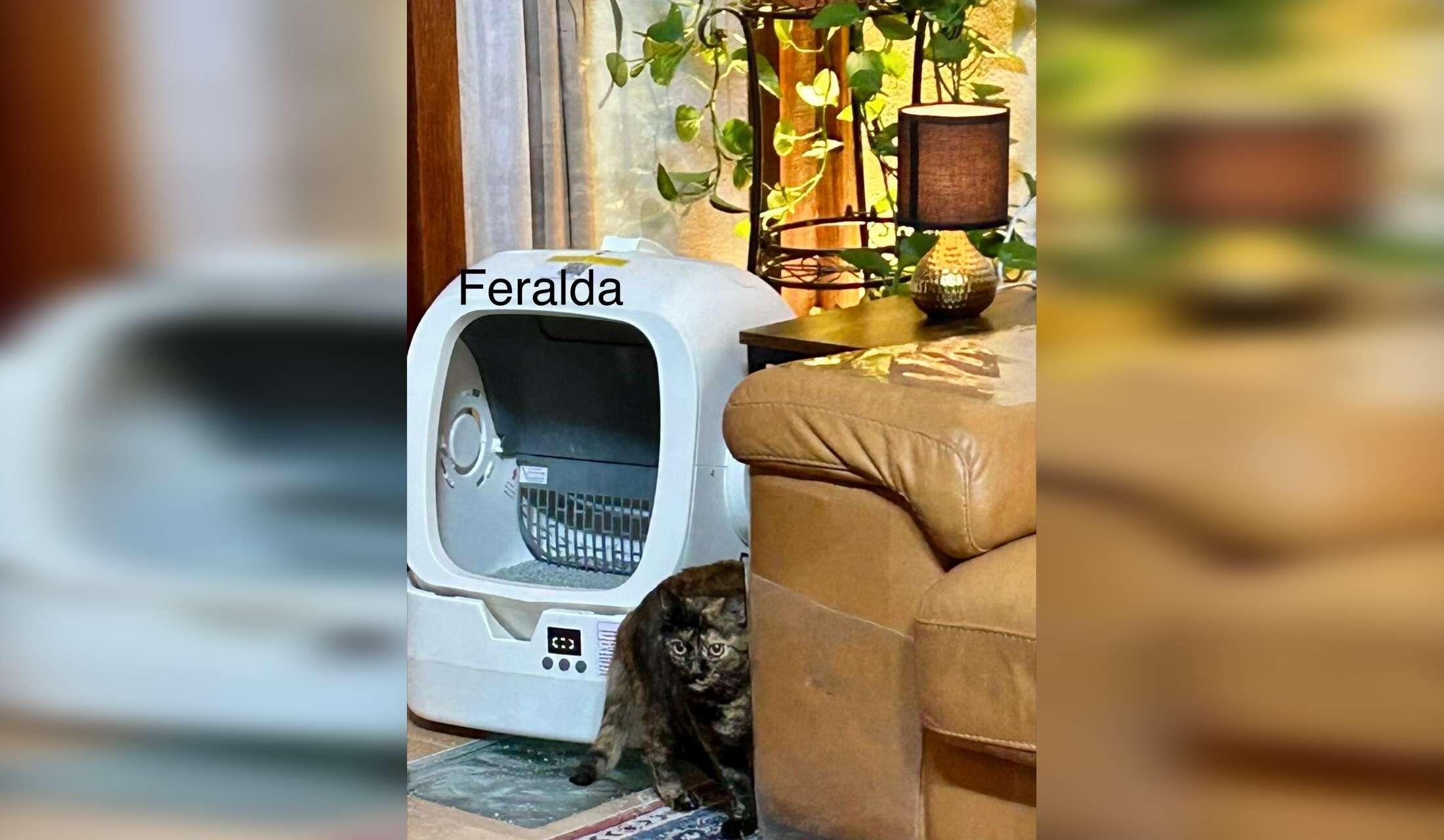 Interviewing for cat sitter
