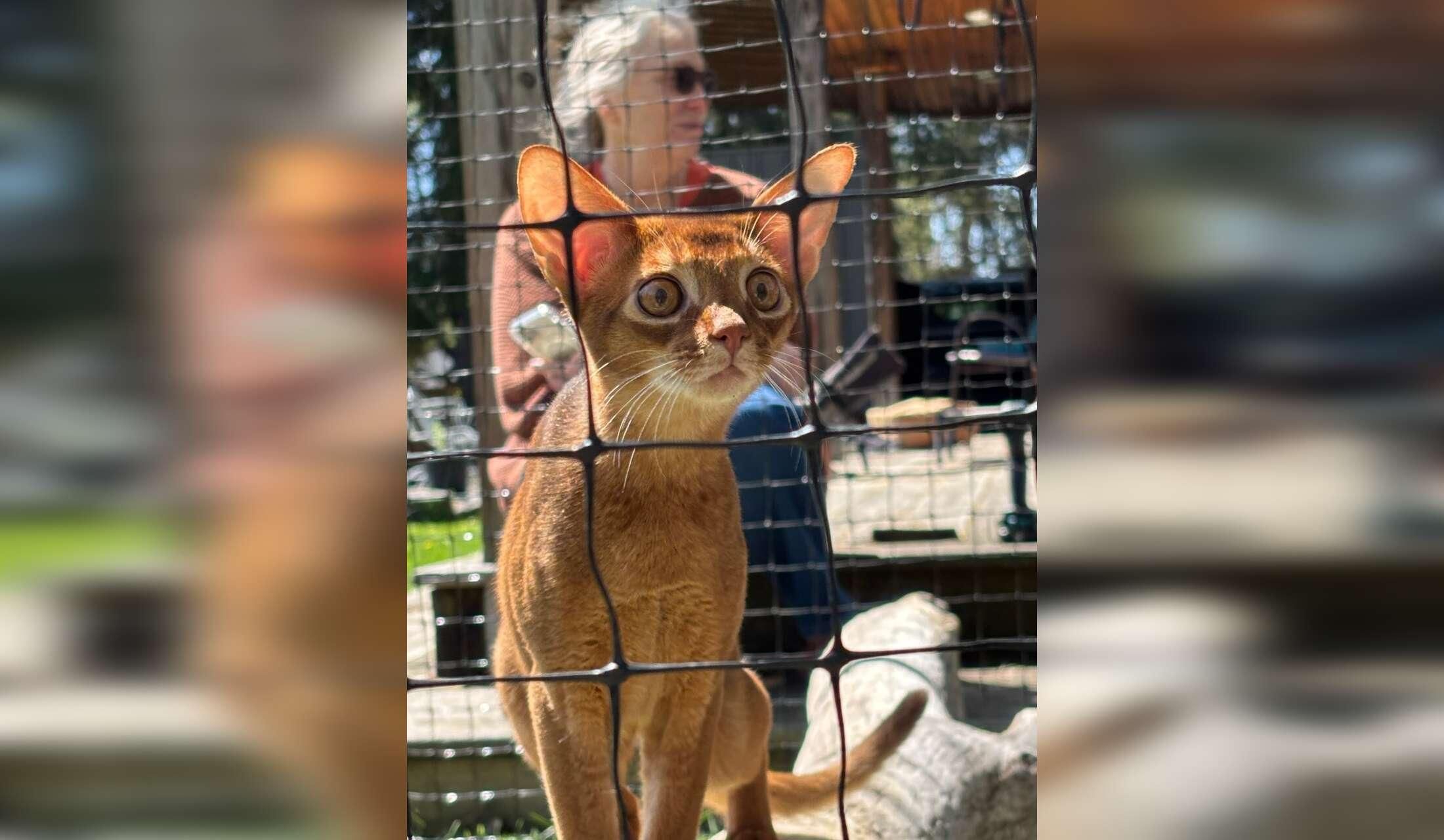Stay in Beautiful Ithaca, with a windhound, an Abyssinian kitten and rescue black cat.  One bedroom home, central air, private yard, & painting studio. 2 week stay - Image 7