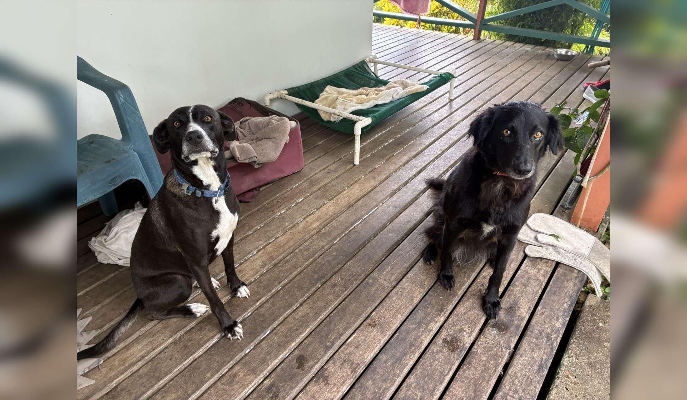 Fancy a 6 week holiday in an idyllic location in Fiji?  Dog/Cat Sitter needed! - Image 2