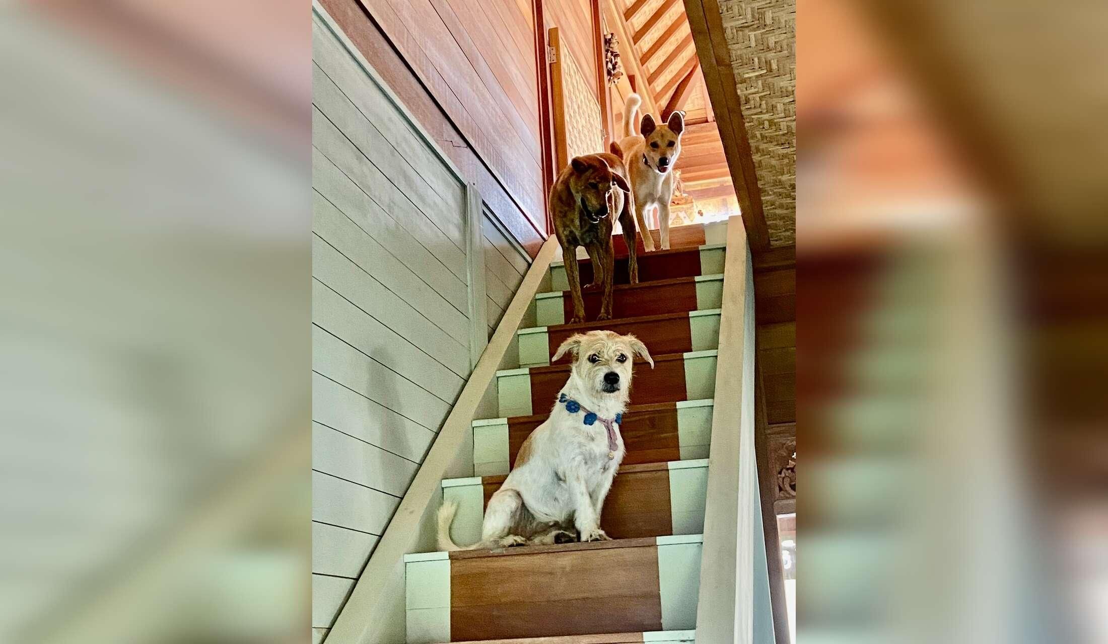 I’m looking for a kind, trustworthy, and responsible person to lovingly take care of my three dogs in Bali while I’m away