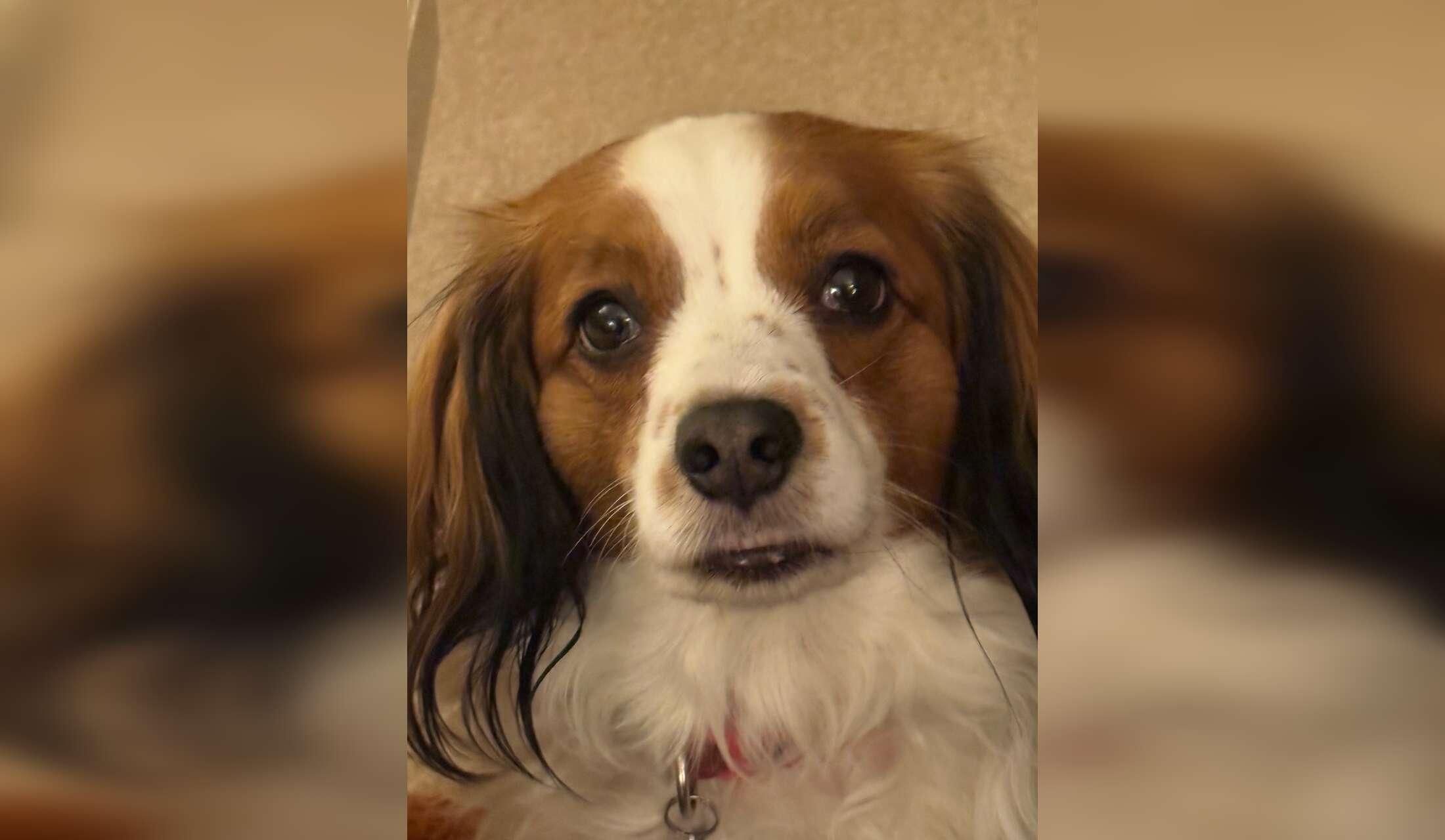 Sensitive dog looking for lovely couple - Image 5