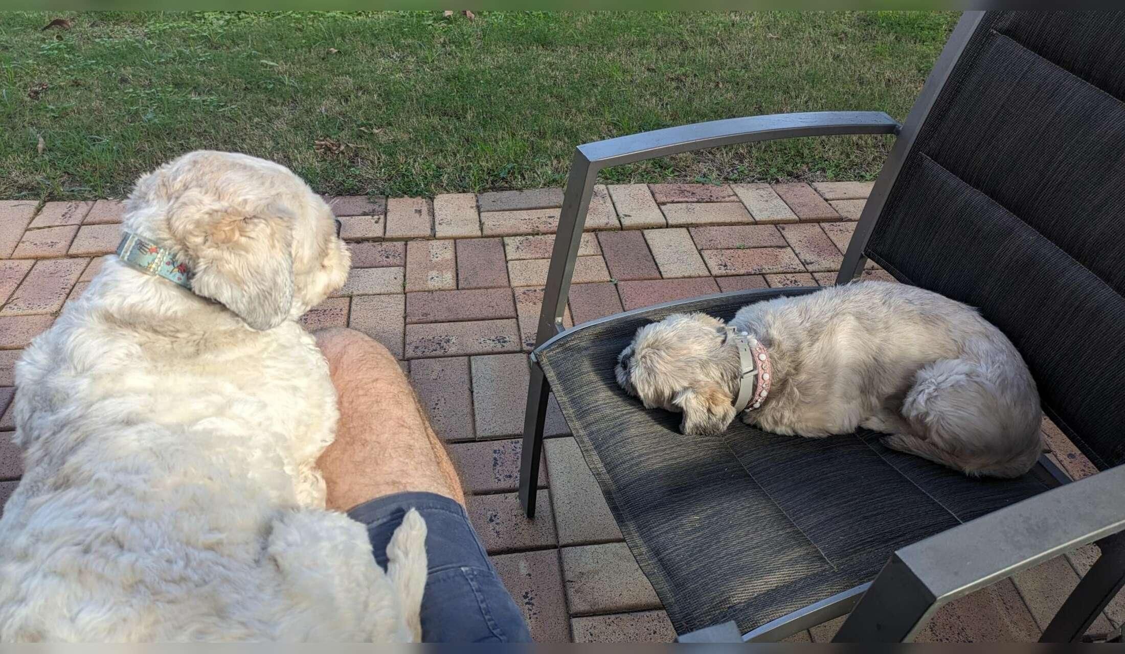 House sitters for Northern Brisbane required - Image 3