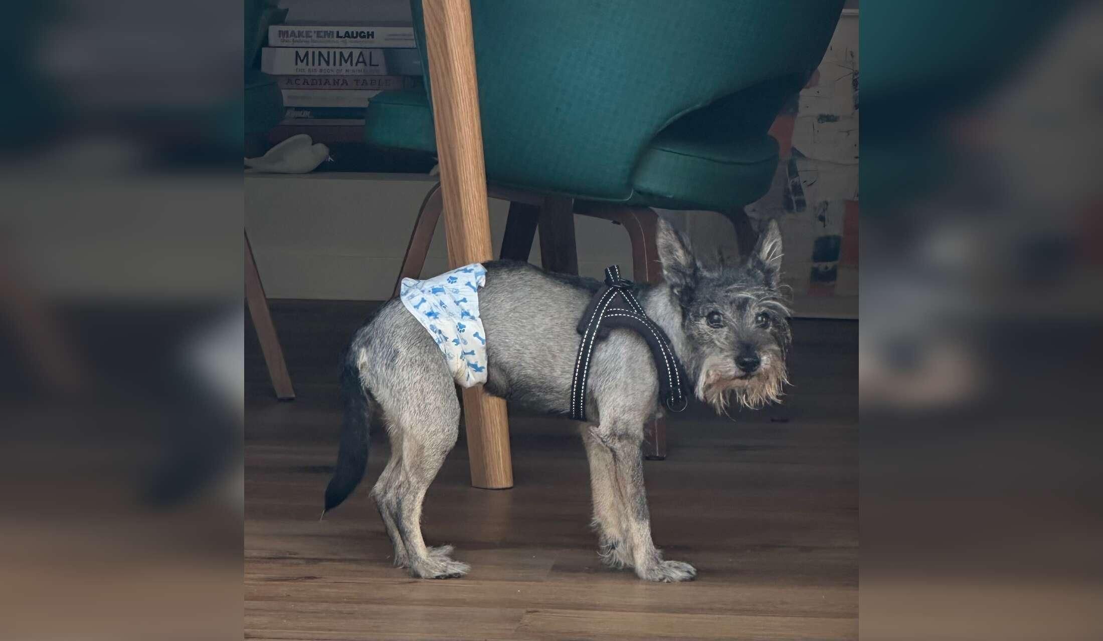 A Sweet Senior Dog & Seaside Life in Setúbal - Image 2