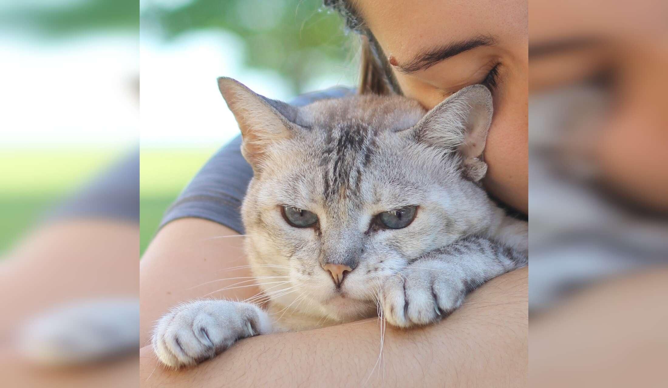 Devoted cat family sitter. Your kitty's best friend while you're away