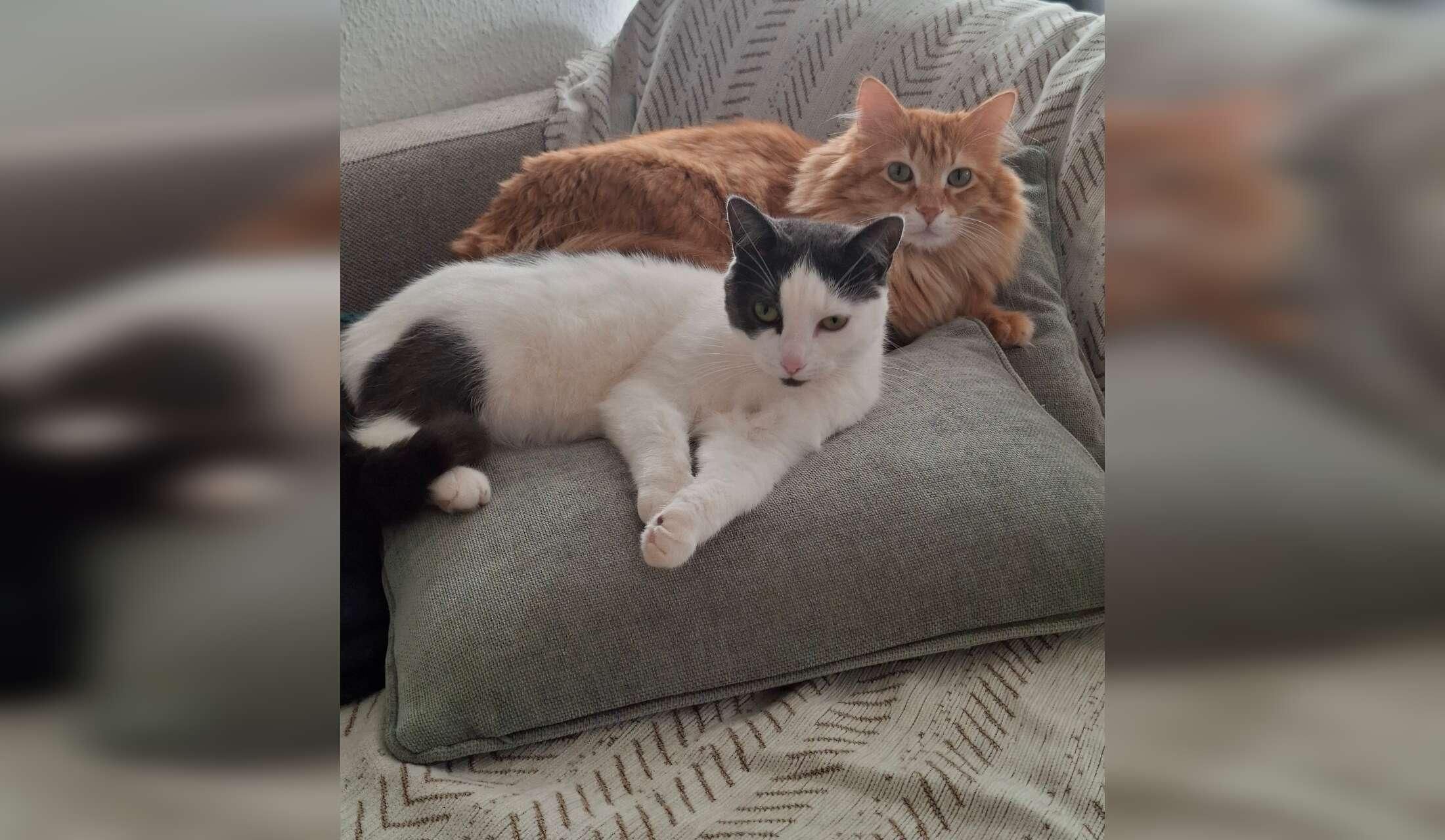 Mainly catsitting for 2 angels in Aarhus - Image 4