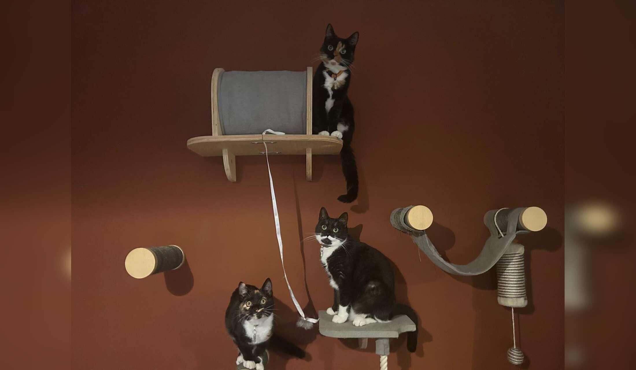 Three queens (cats) are looking for a pet sitter