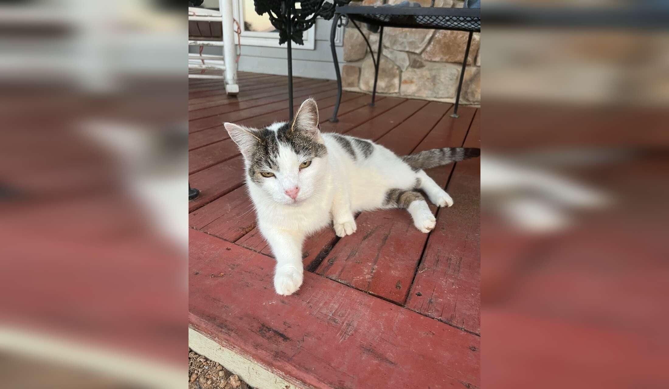 Peaceful Rural Virginia Home & Four Sweet Cats — 11-Week Winter Sit - Image 7