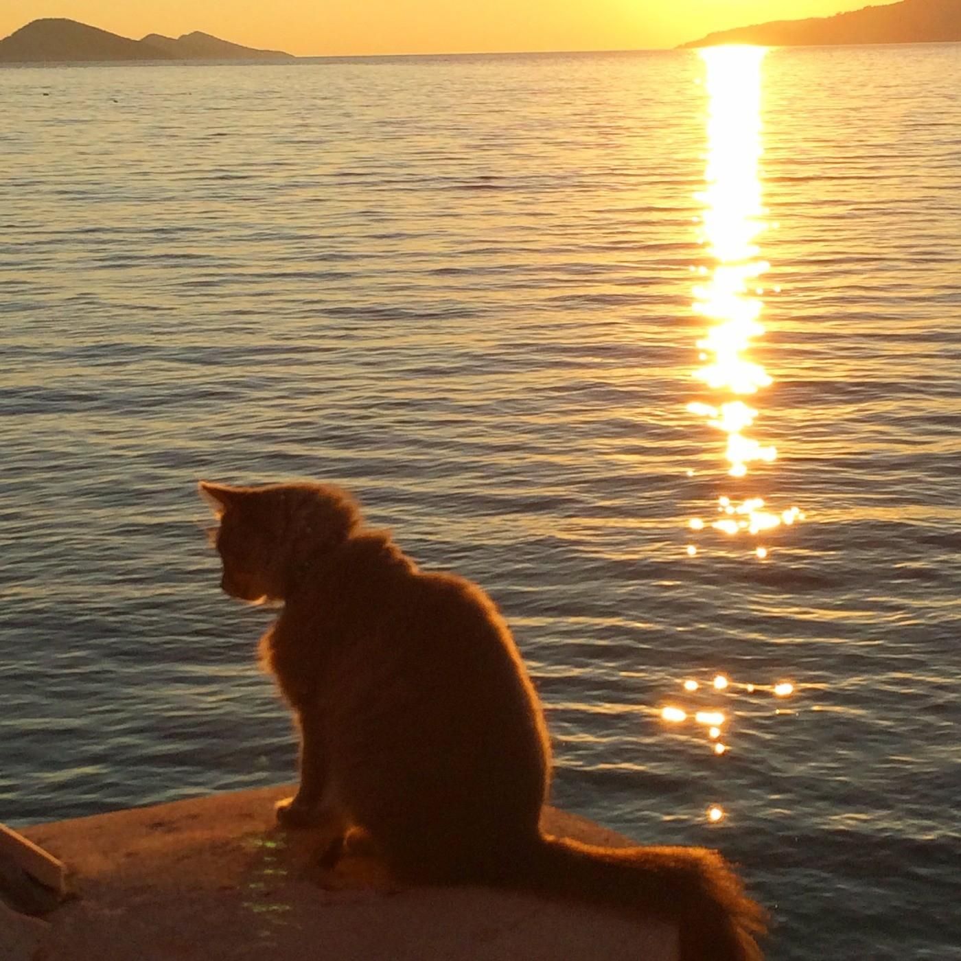 Cat sit on the beautiful Mediterranean coast. - Image 2