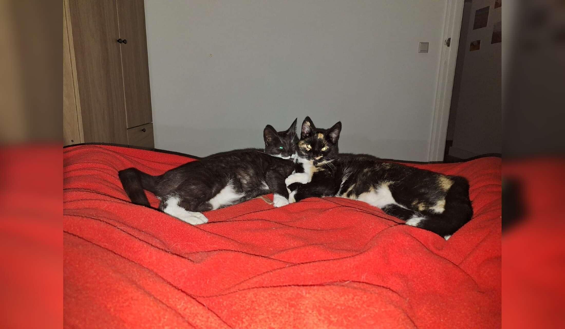 Three queens (cats) are looking for a pet sitter - Image 3