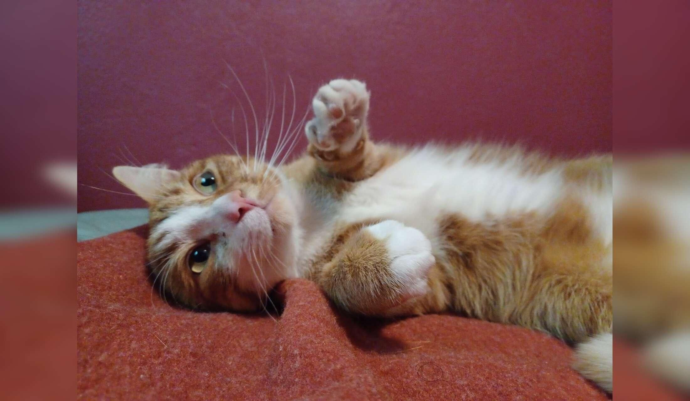 Looking for a house and cat-sitter (Aarhus, Denmark) - Image 6