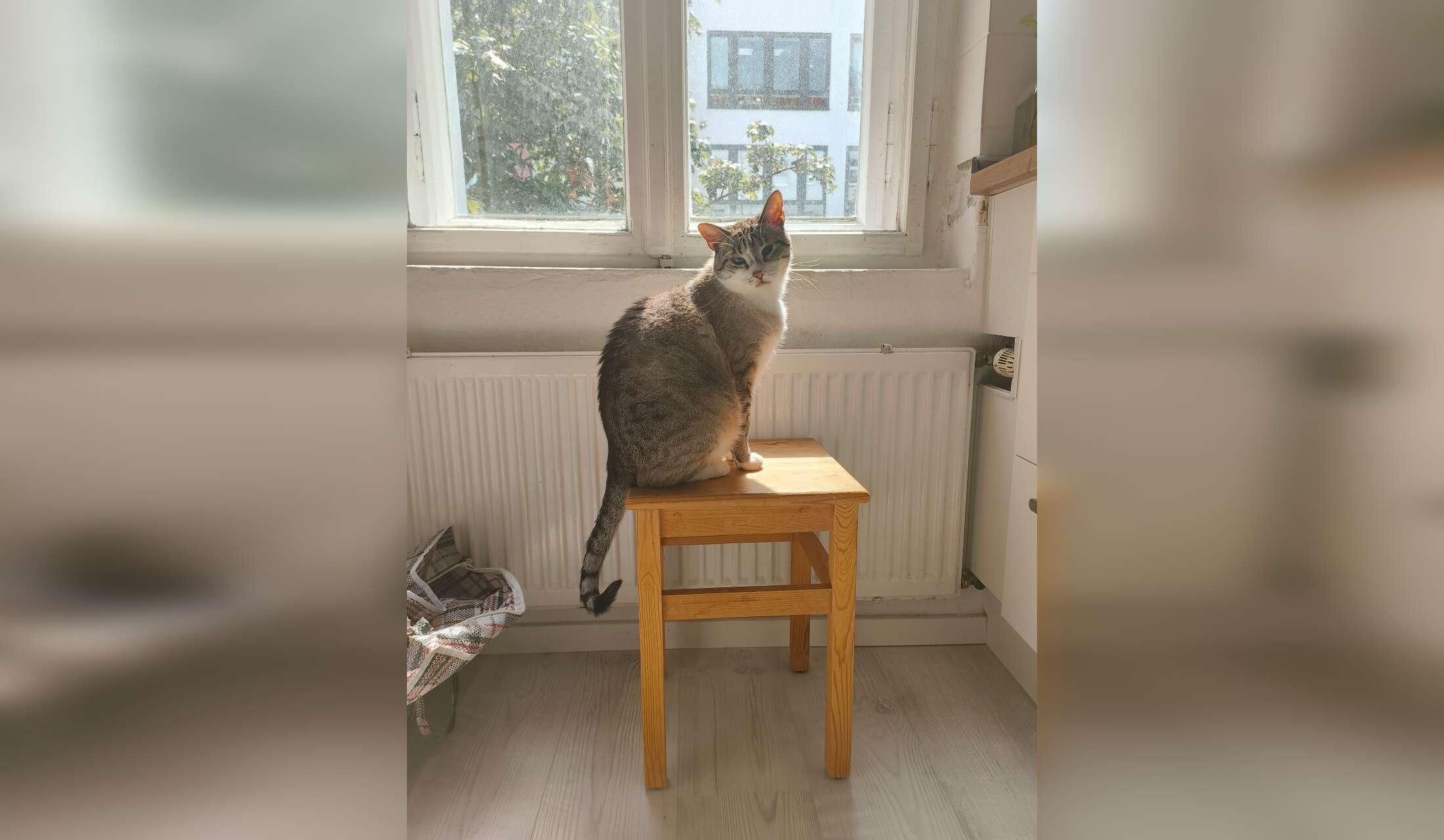 Cat sitter for the end of year season - Image 2