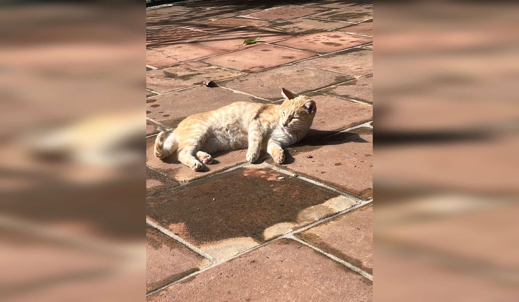 Cat sitting in Torrox campo - Malaga province Andalucia - Image 10