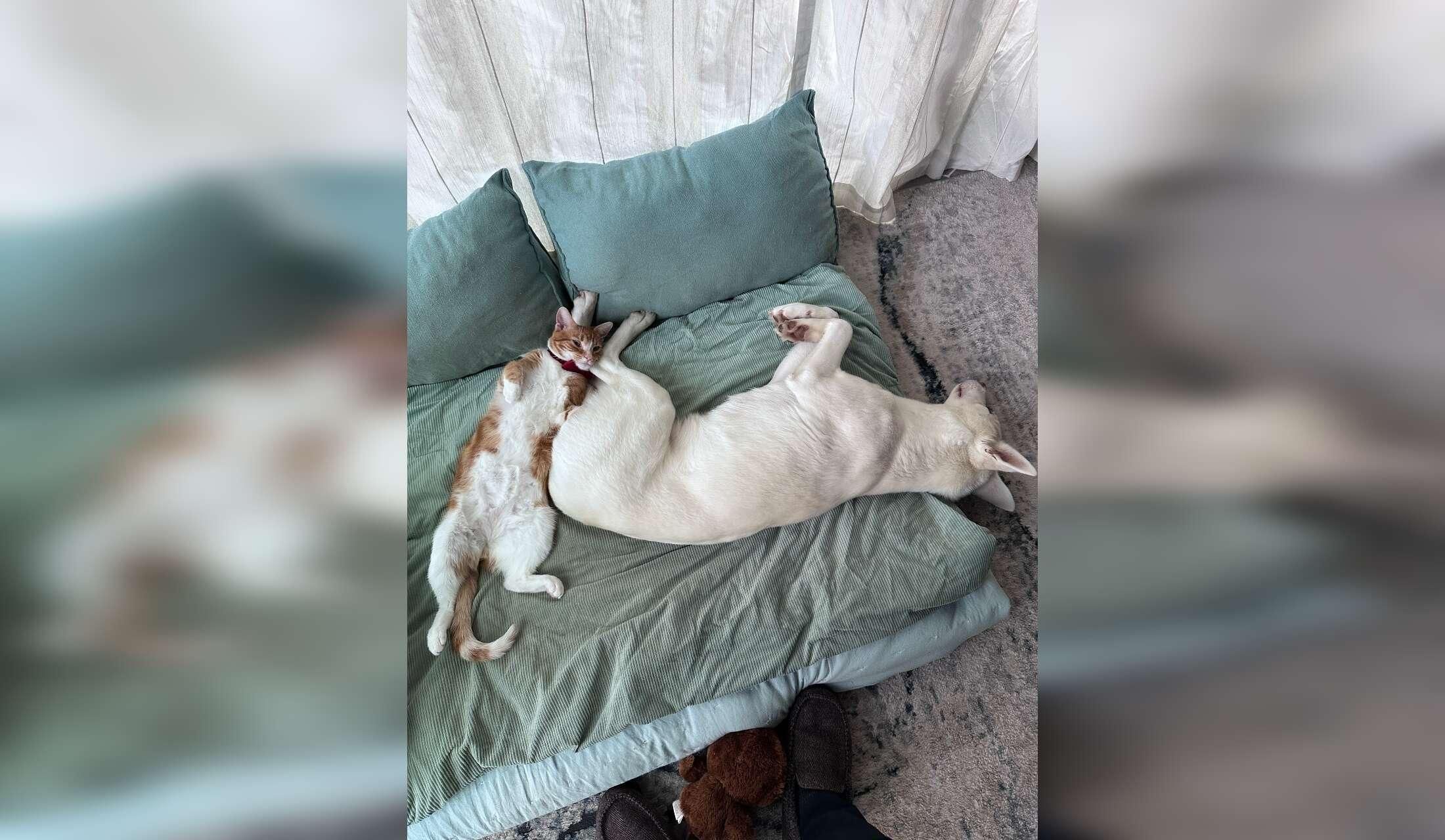 Help with a dog and a cat while we're away on a sabbatical - Image 6