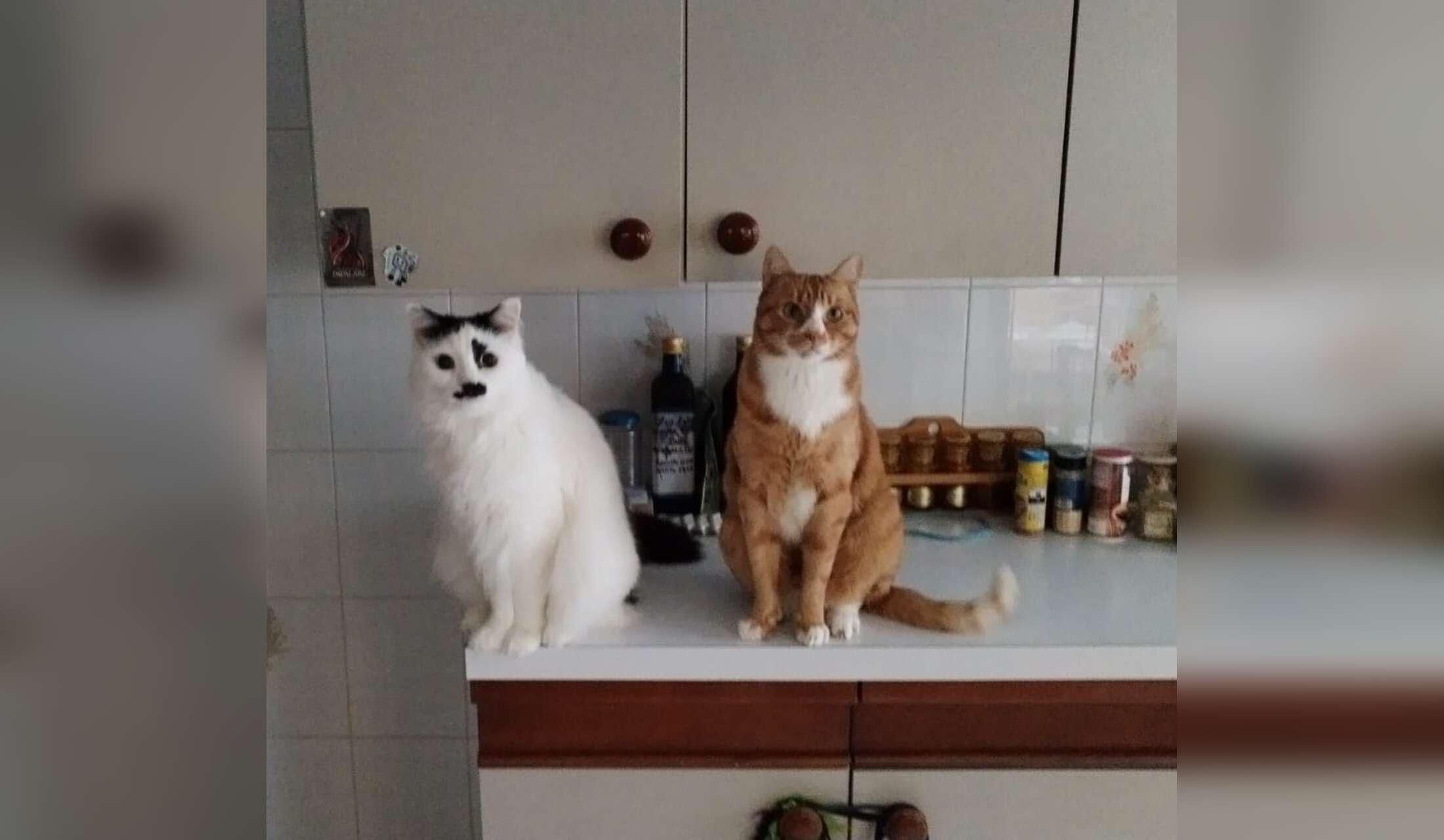 House sit in Italy, Milan area for two sweet cats - Image 2