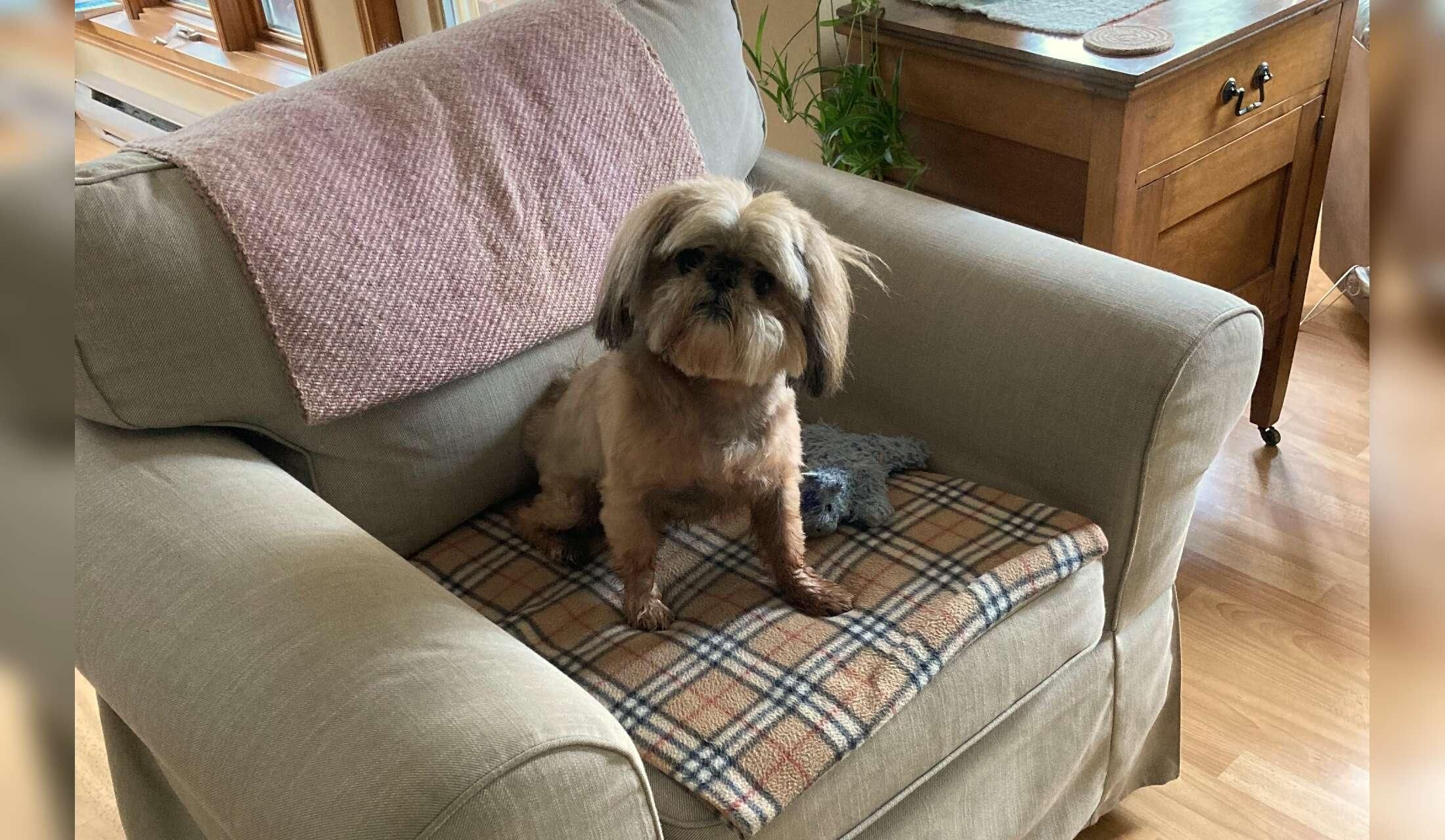 Looking for a Dog Sitter in a  Seaside Community for 2 weeks. (Dates are flexible) - Image 8