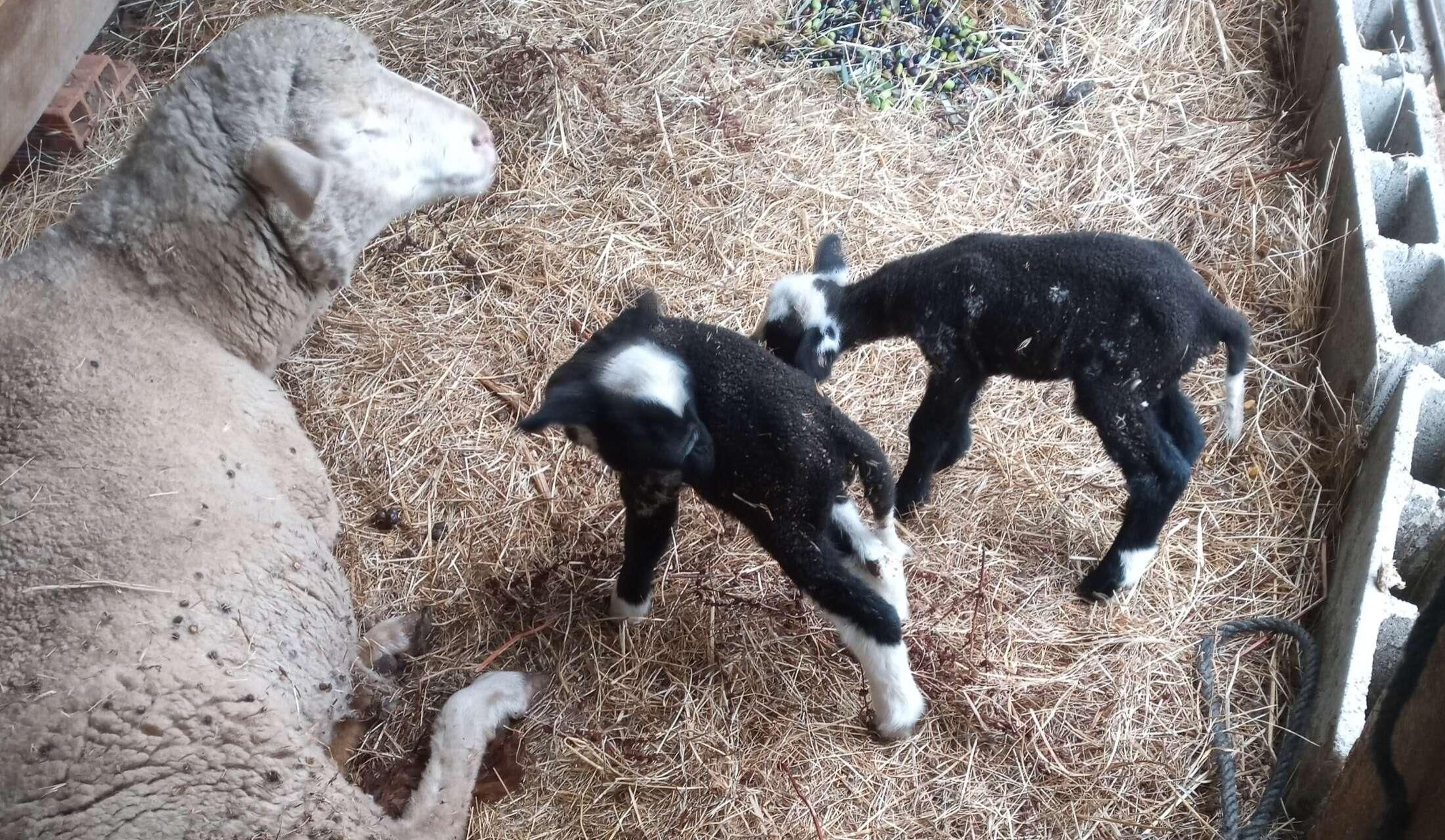 Looking after a small farm and assorted animals - Image 6