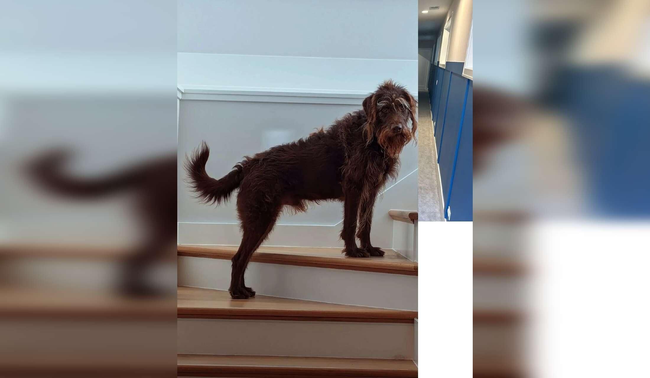 Responsible dog & house sitter wanted for friendly labradoodle - Image 7