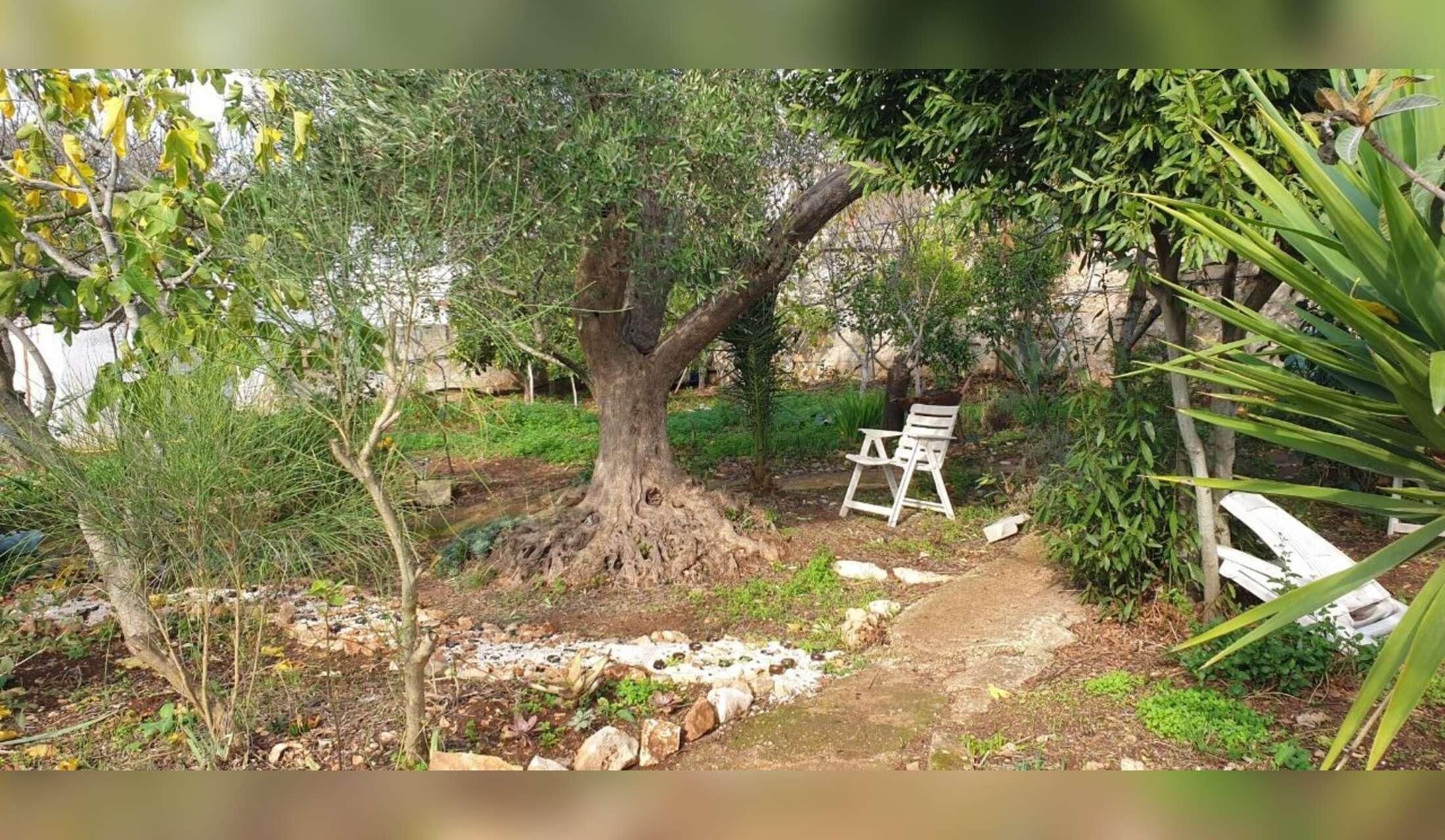 Countryside house (+ two cats) in Valle d'Itria, Puglia - Image 2