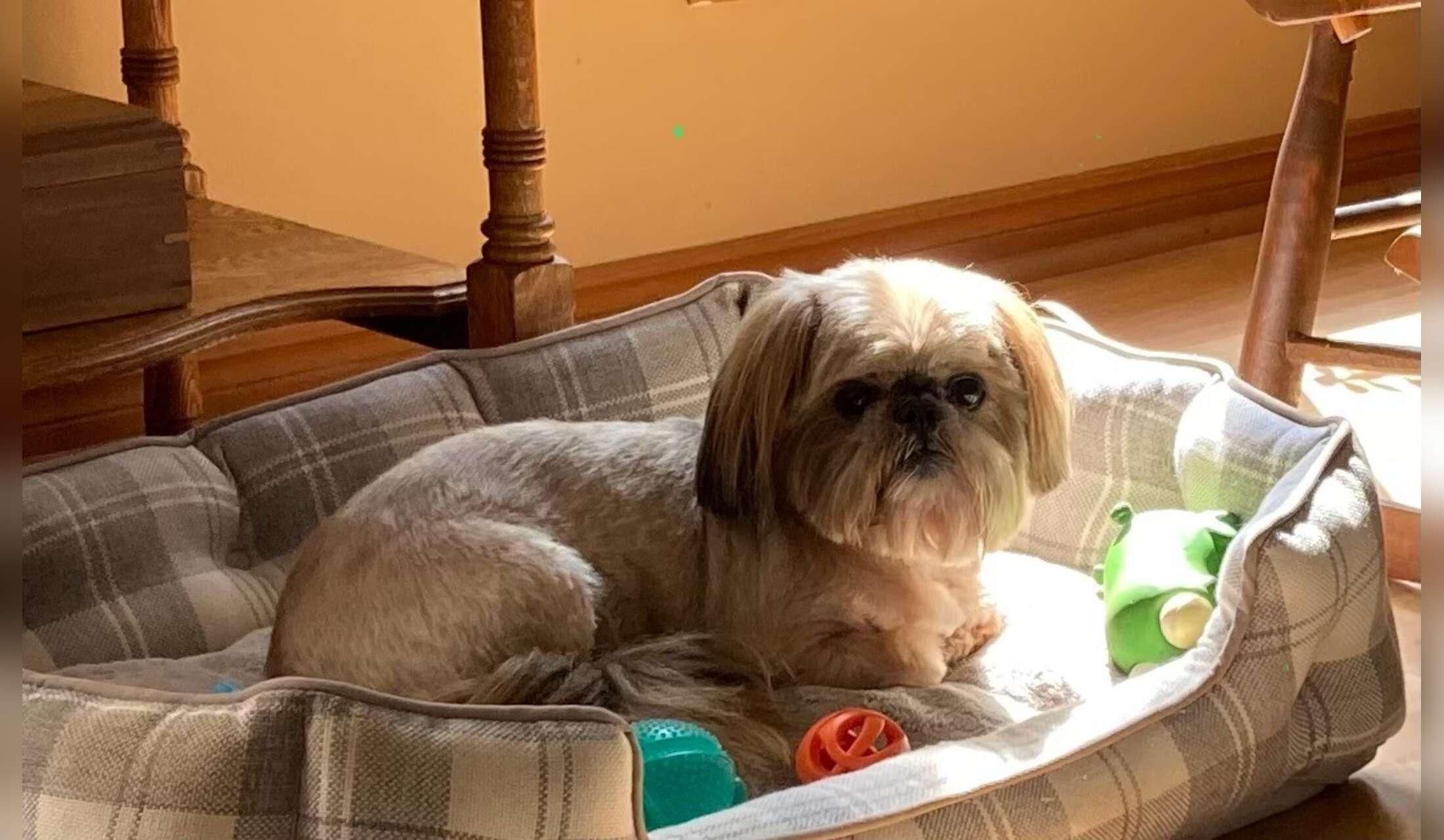 Looking for a Dog Sitter in a  Seaside Community for 2 weeks. (Dates are flexible)