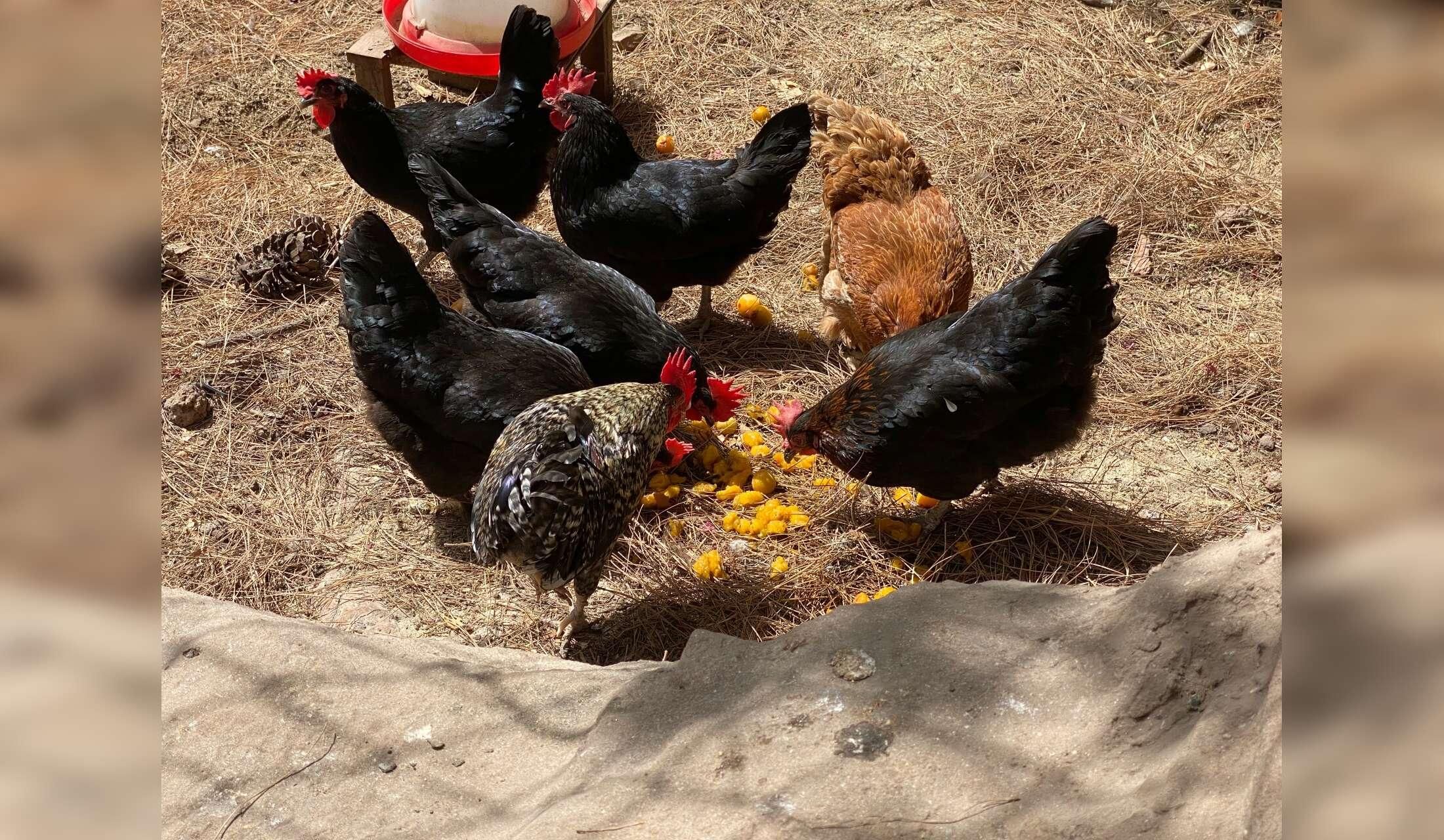 House- & Pet-Sitter Wanted on a Permaculture Finca in Vilaflor, Tenerife - Image 4