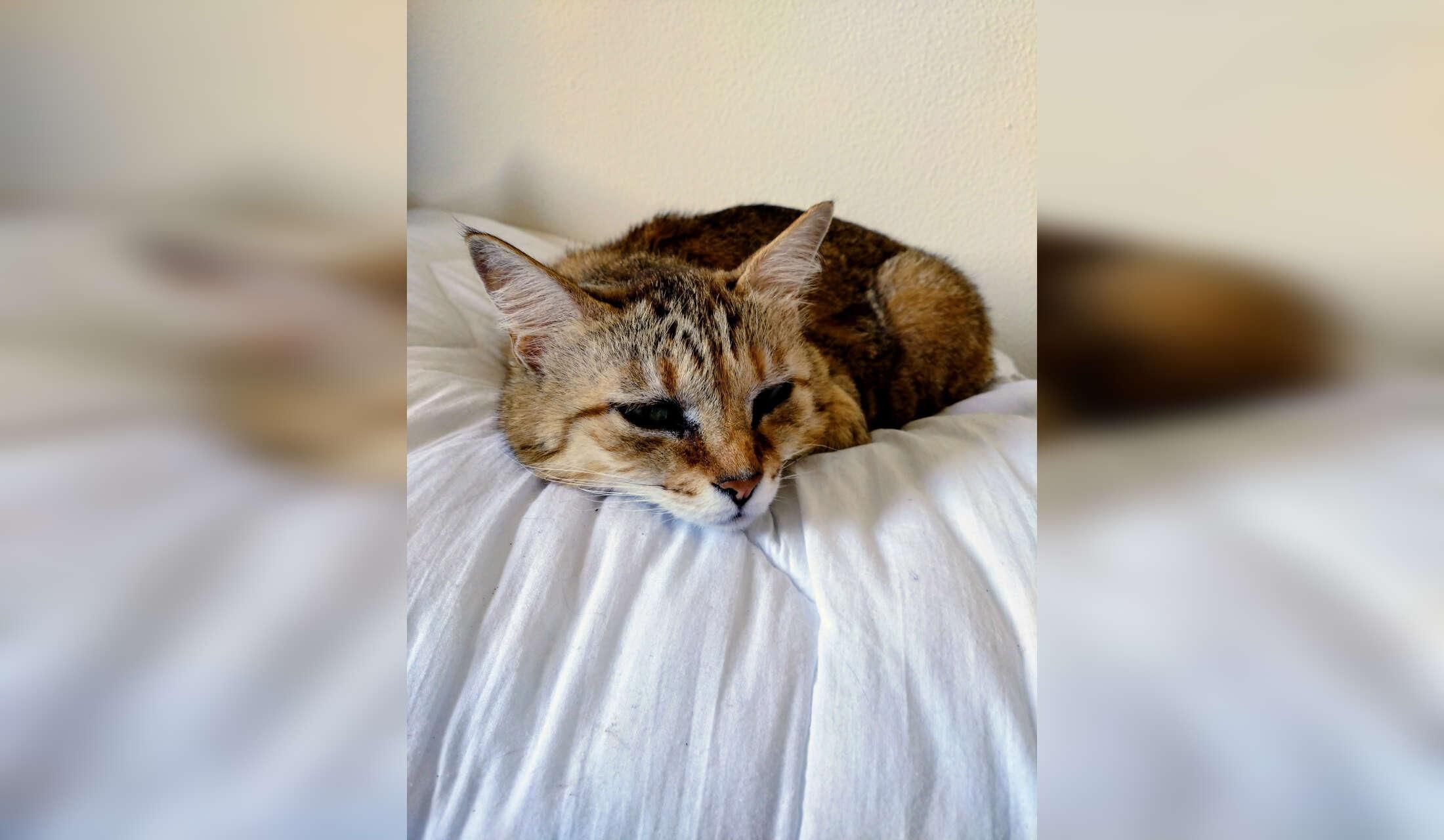 easy to care for cat in Galicia - Image 2