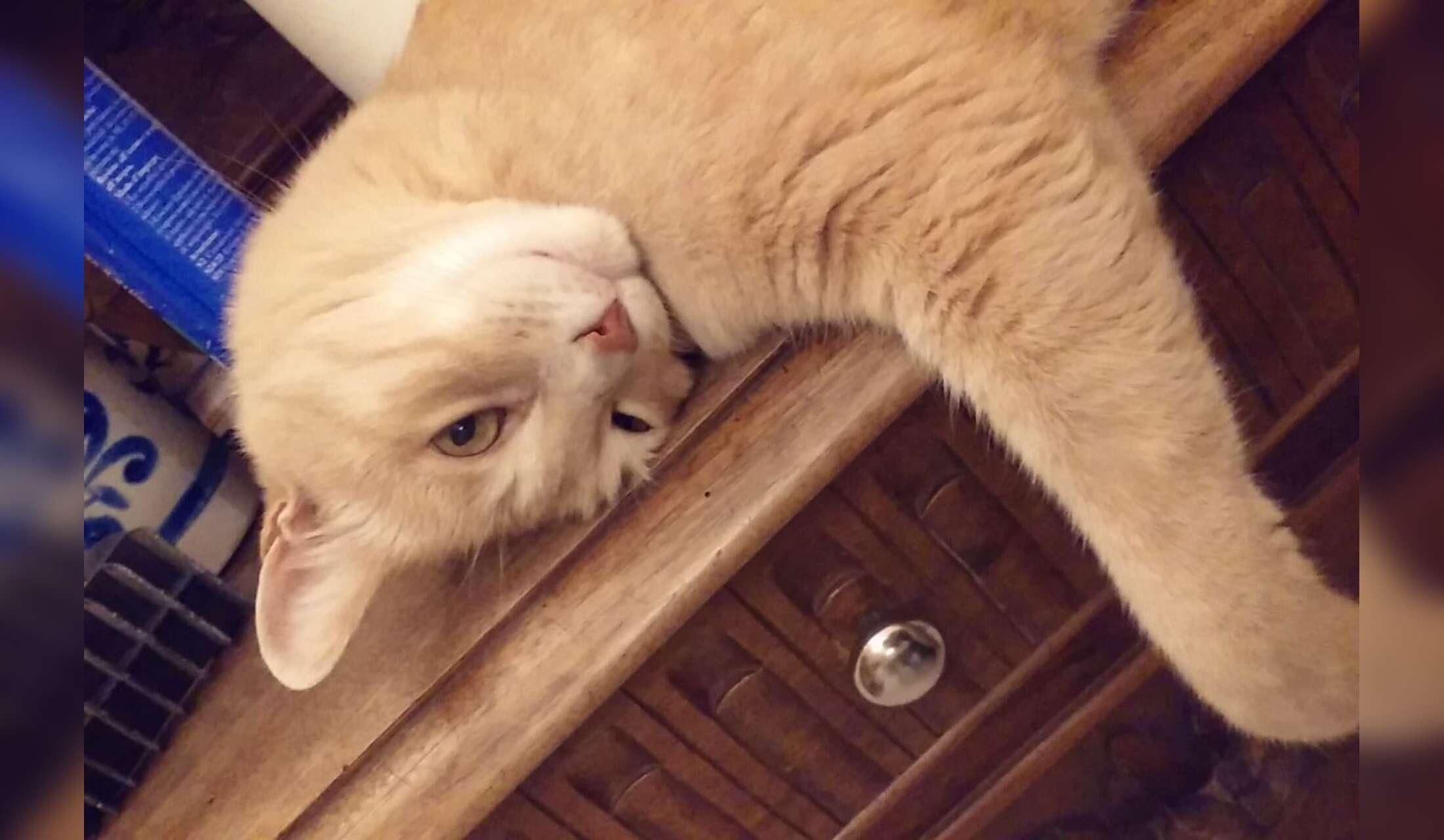 Un appartamento in un castello medievale in zona colli piacentini di 80 mq in cambio dell'accudimento del mio bellissimo gatto Woody per 4 mesi da 20 novembre 2026 a 22 marzo 2027 (a costo zero, solo da concordare i costi delle utenze di gas e luce - Image 8