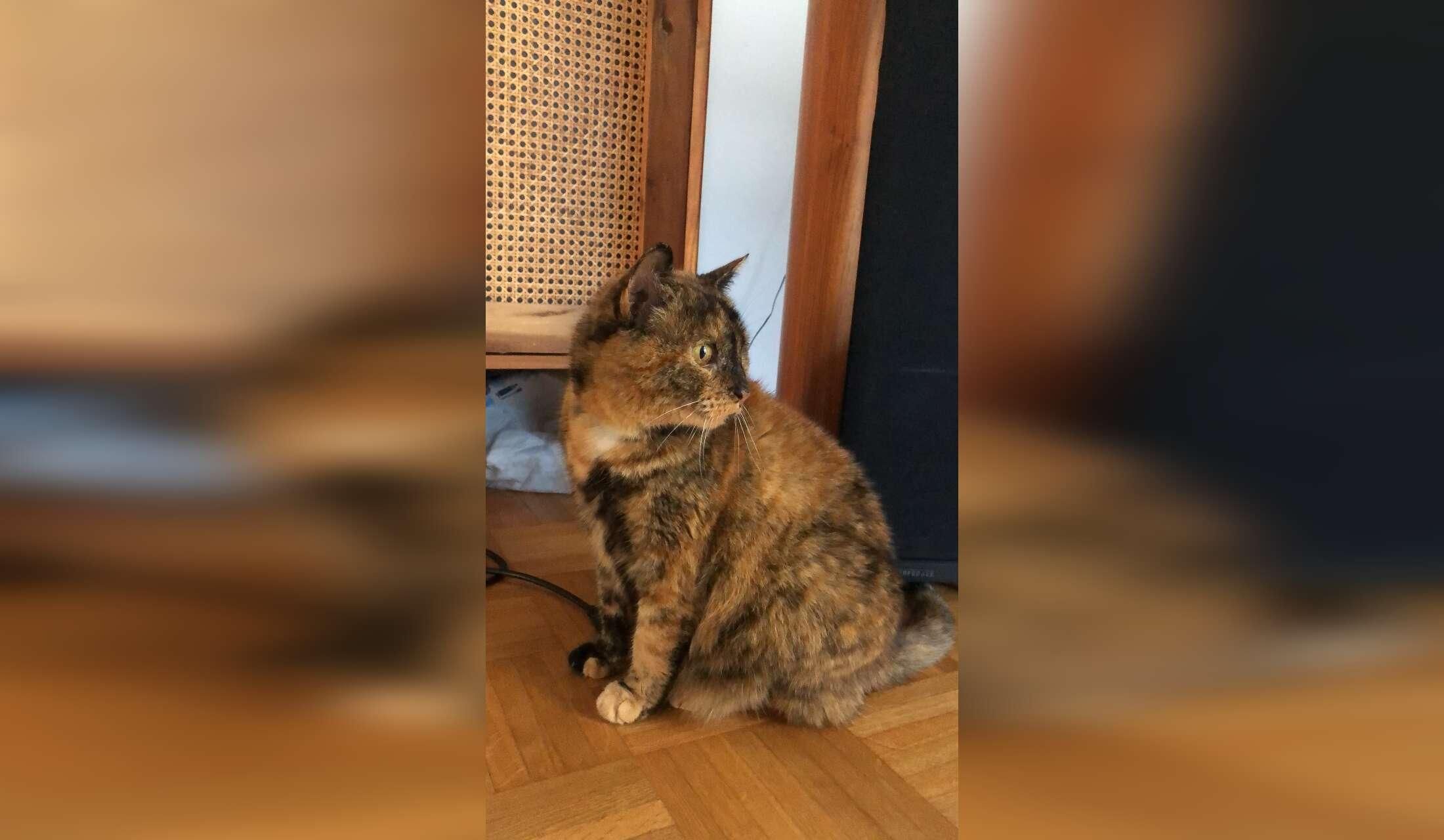 Cat sitter wanted in Munich, holidays 2026 - Image 3