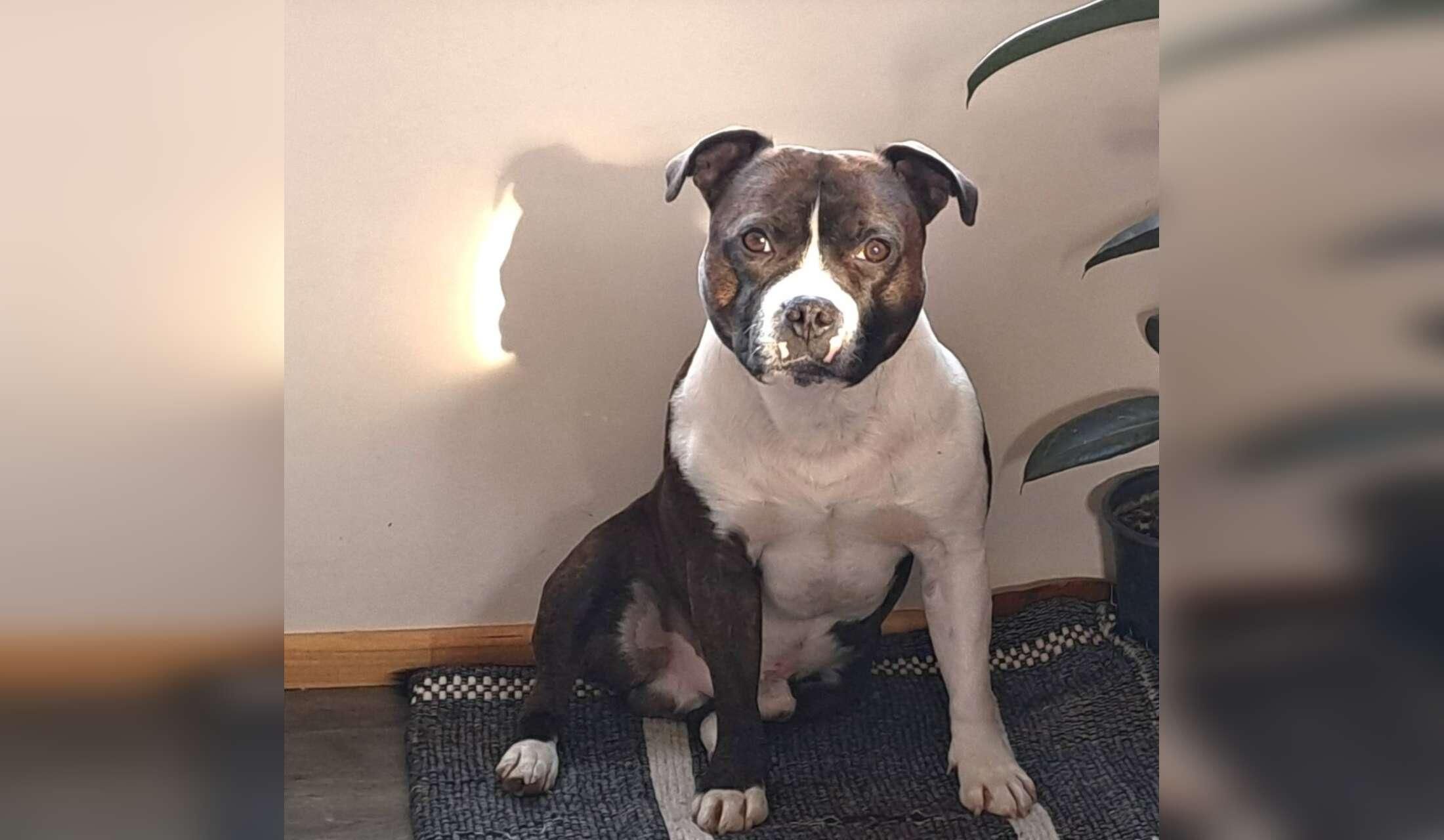 Loving, Experienced & Responsible Dog Sitter Required