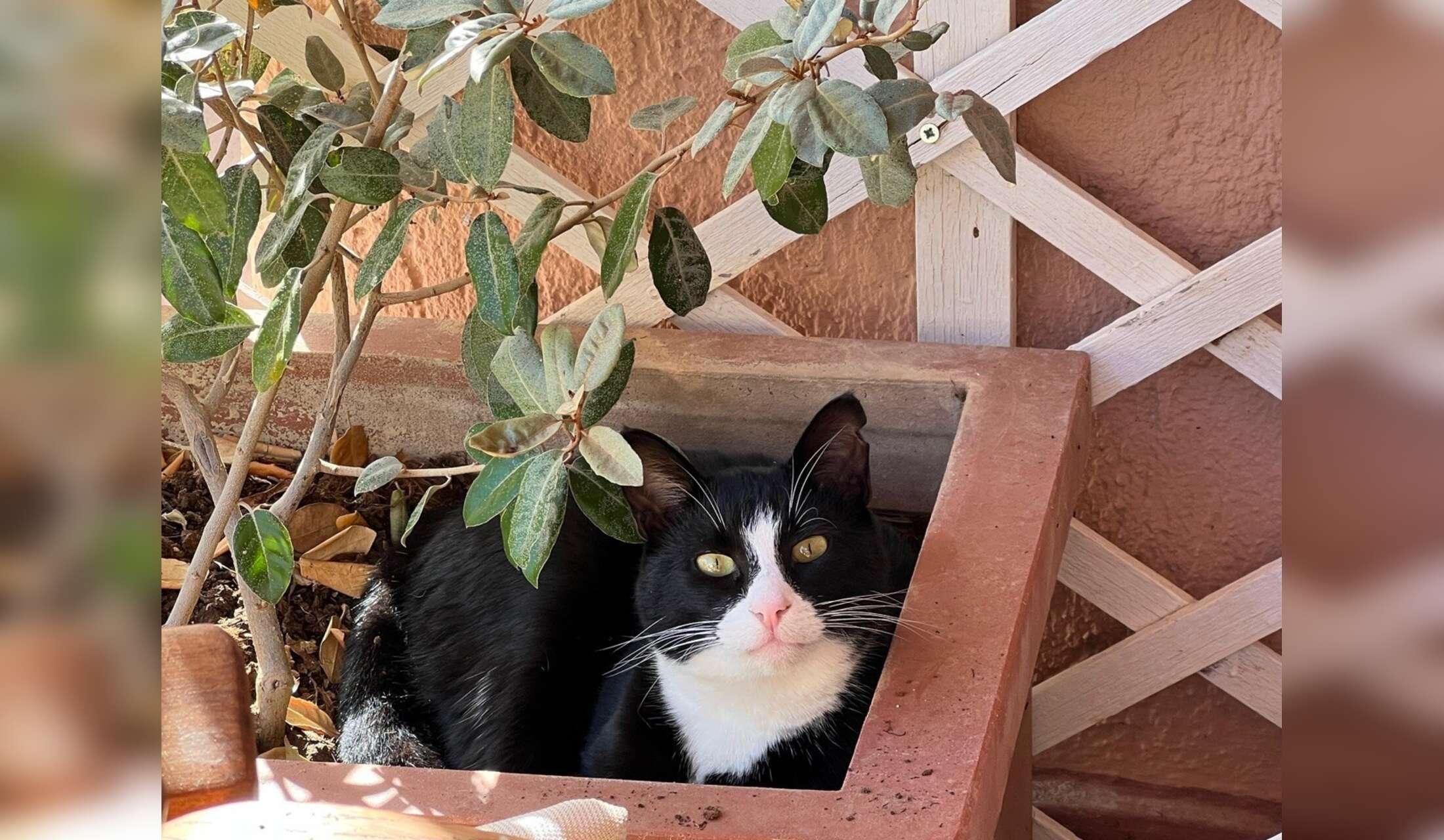 House sitter and cat sitter required - Image 8