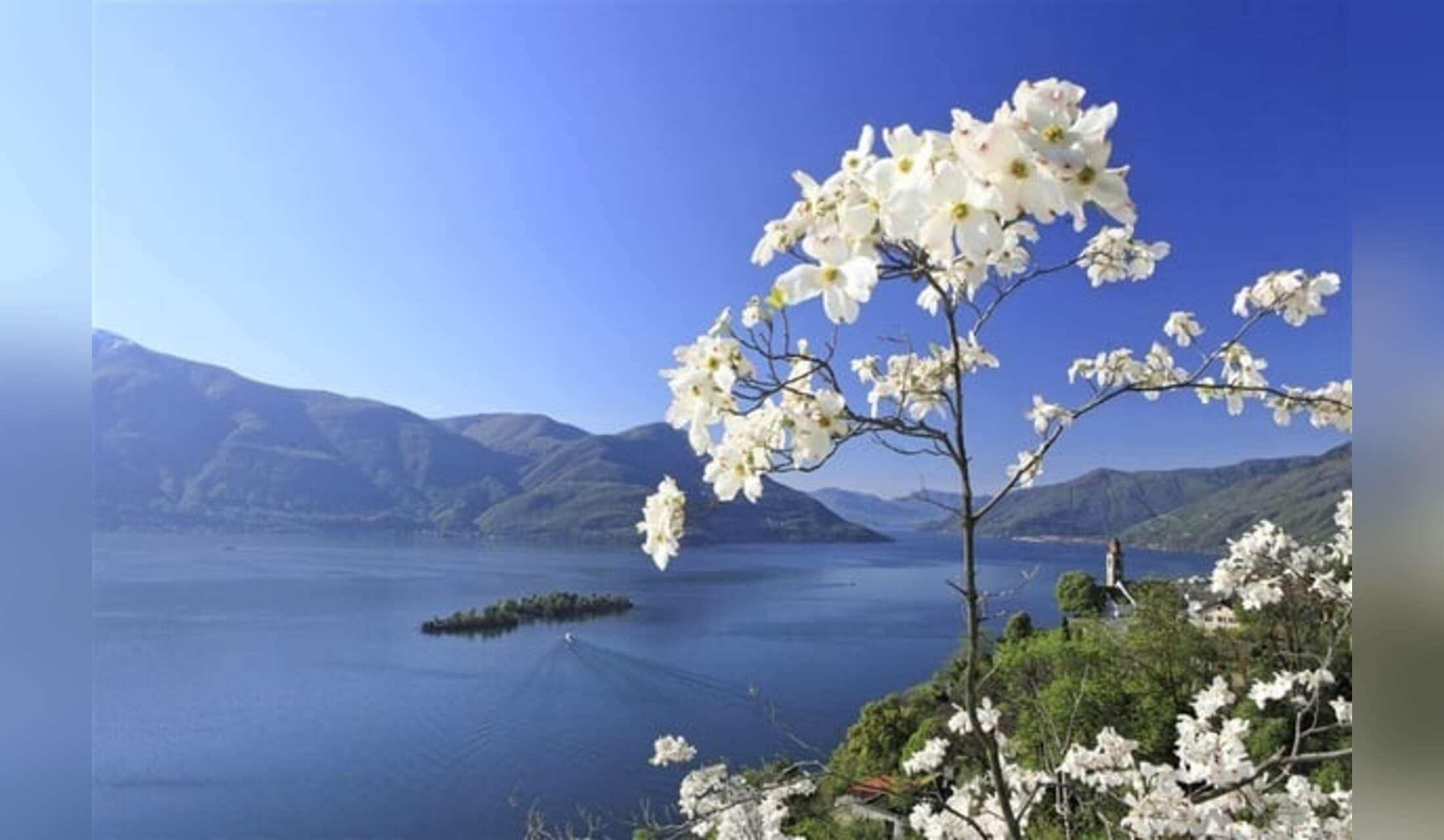 Discover the beautiful Italian-speaking Switzerland region with lovely cats Fioca & Baghera - Image 5