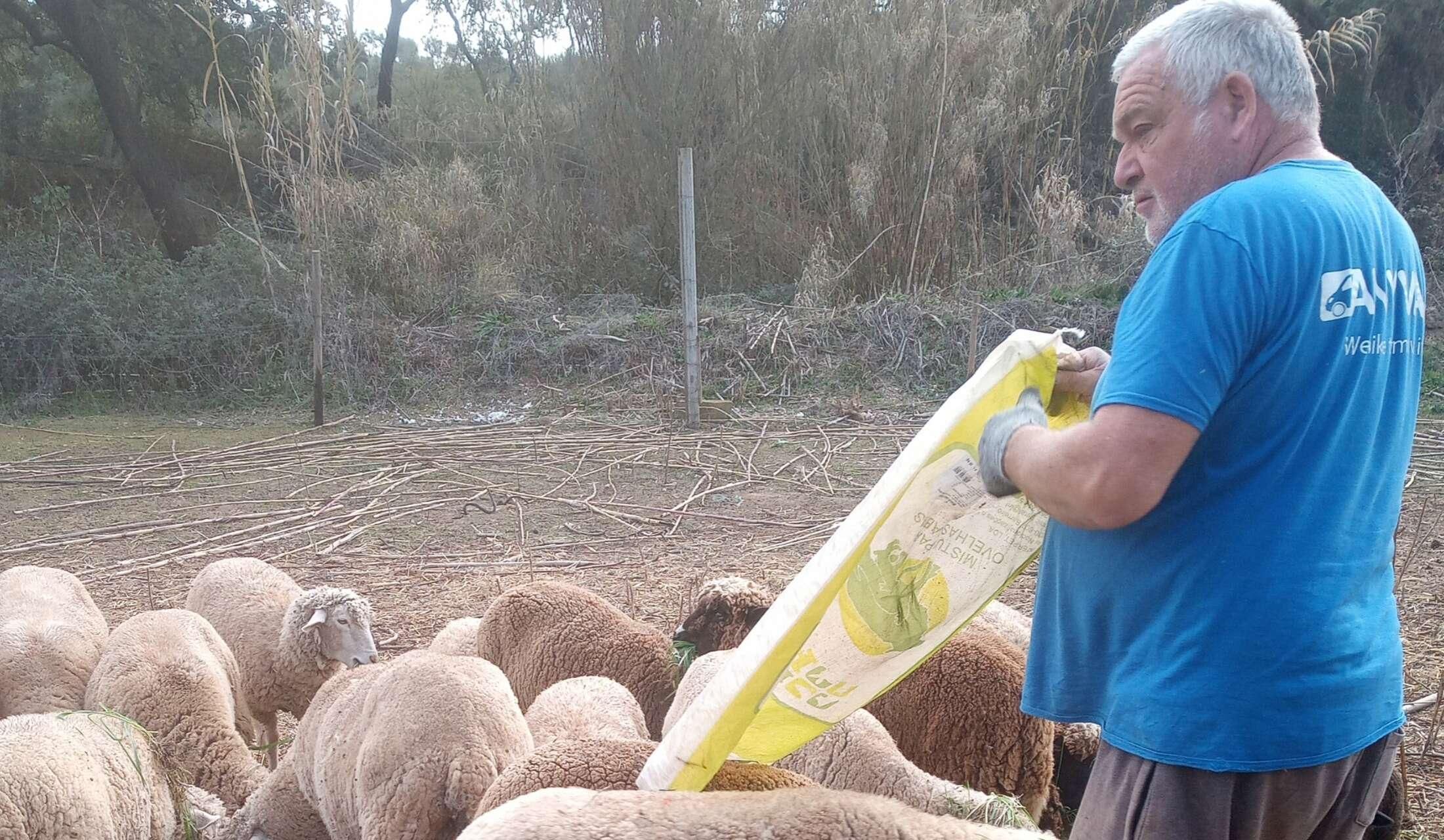 Looking after a small farm and assorted animals - Image 3