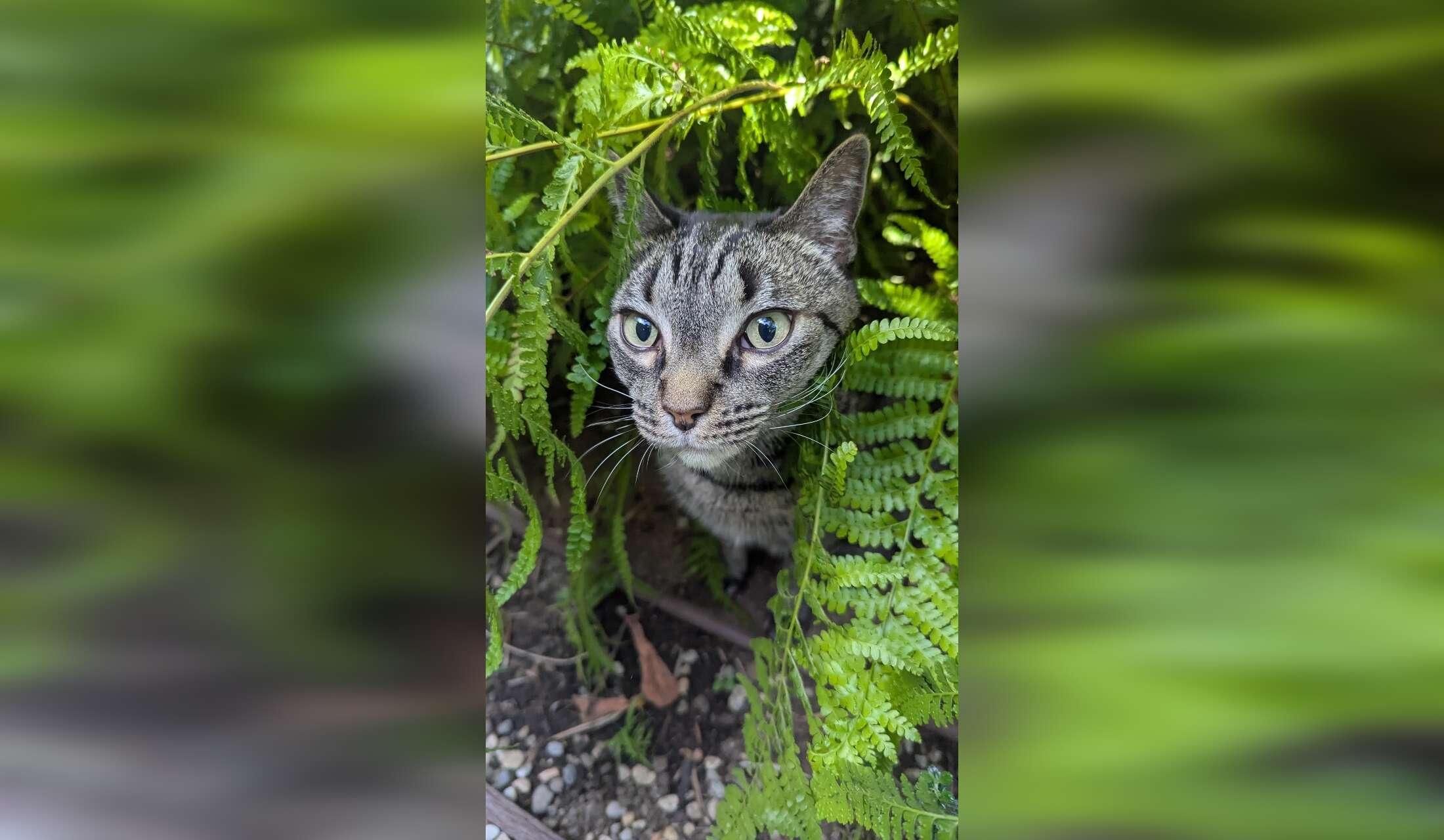 Two wonderful cats, one lovely house, and a great location - Image 4