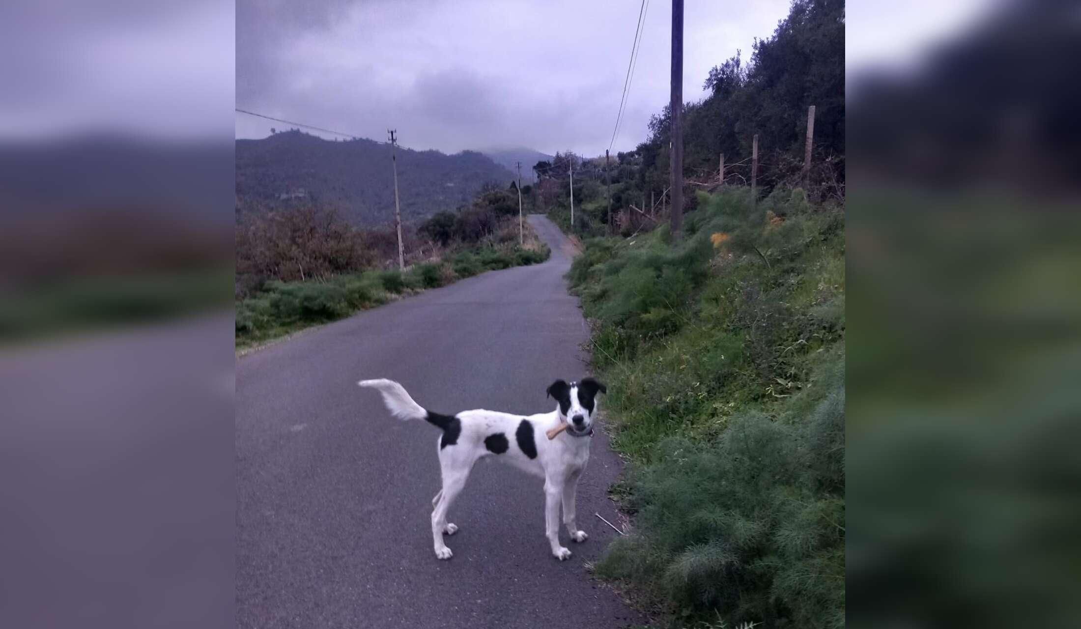 Dog walking and cat sitting in lovely countryside at Castelmola near Taormina (Sicily) - Image 5